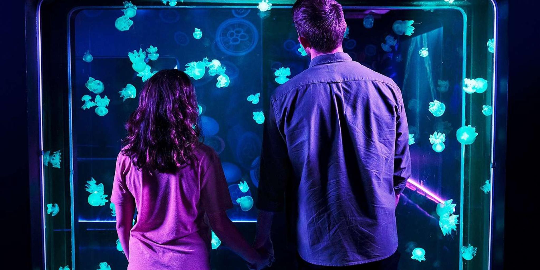 San Antonio SEA LIFE Aquarium and LEGOLAND Discovery Center - Image 2