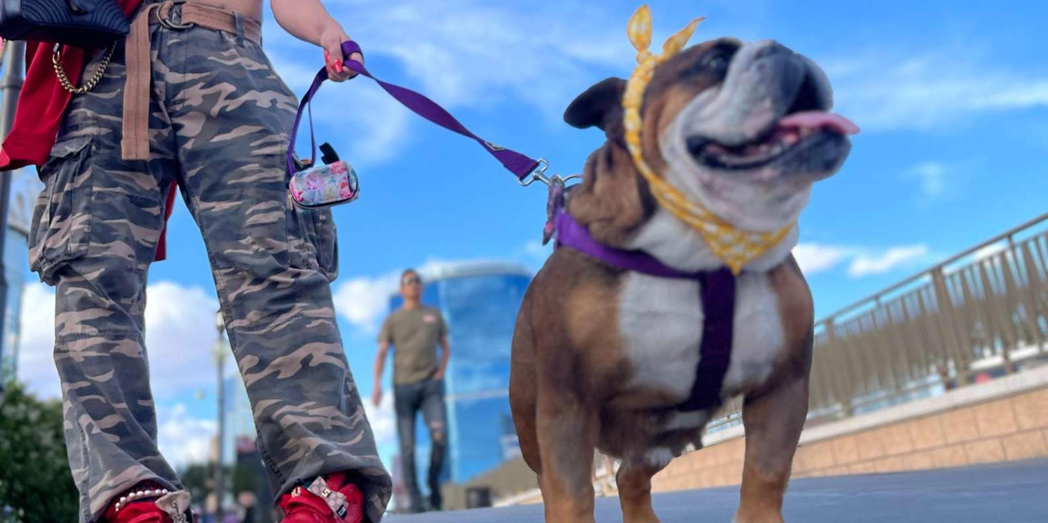 Las Vegas Private Companion Experience - Image 4