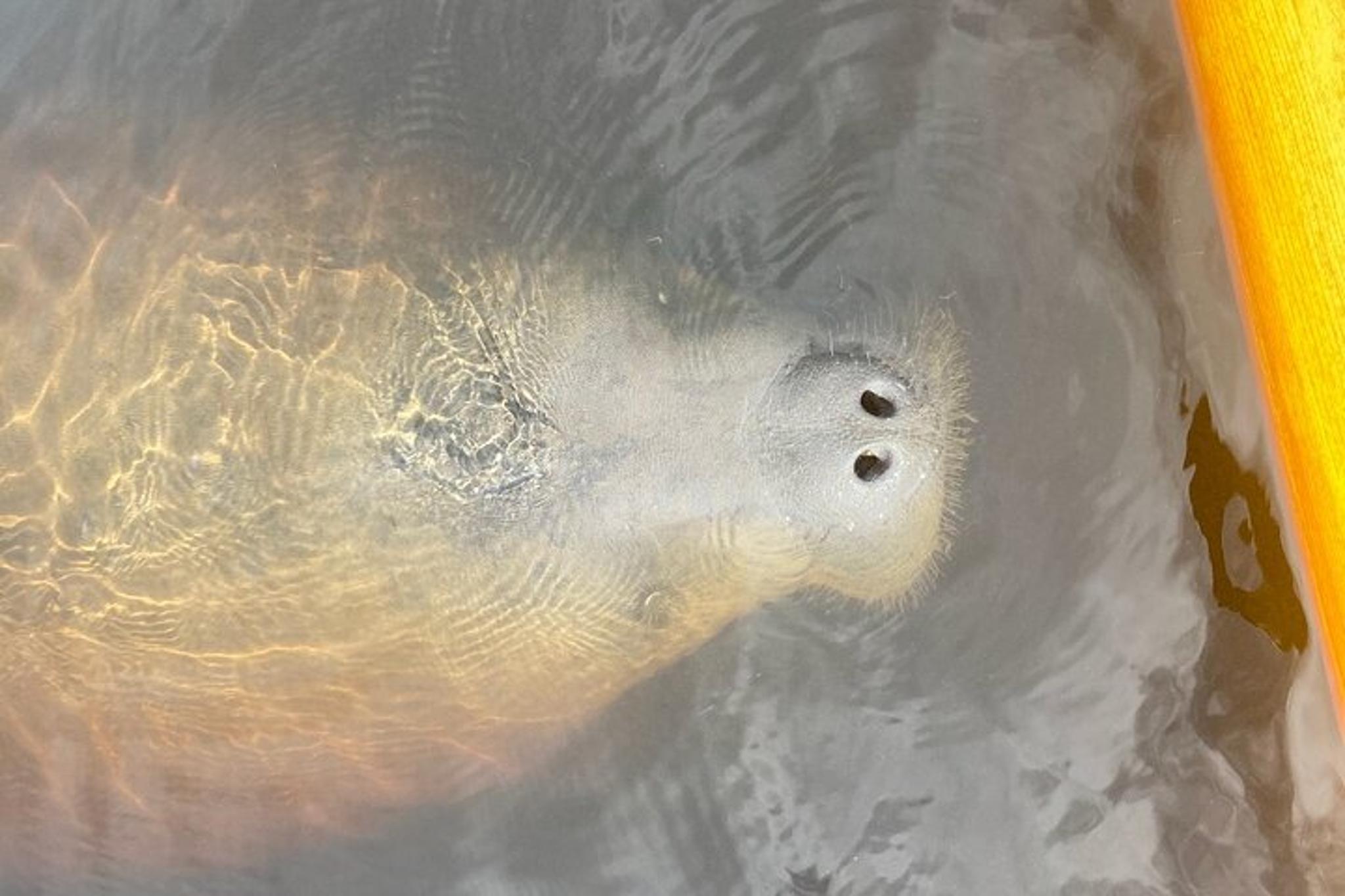 New Smyrna Dolphin and Manatee Kayak Adventure - Image 3