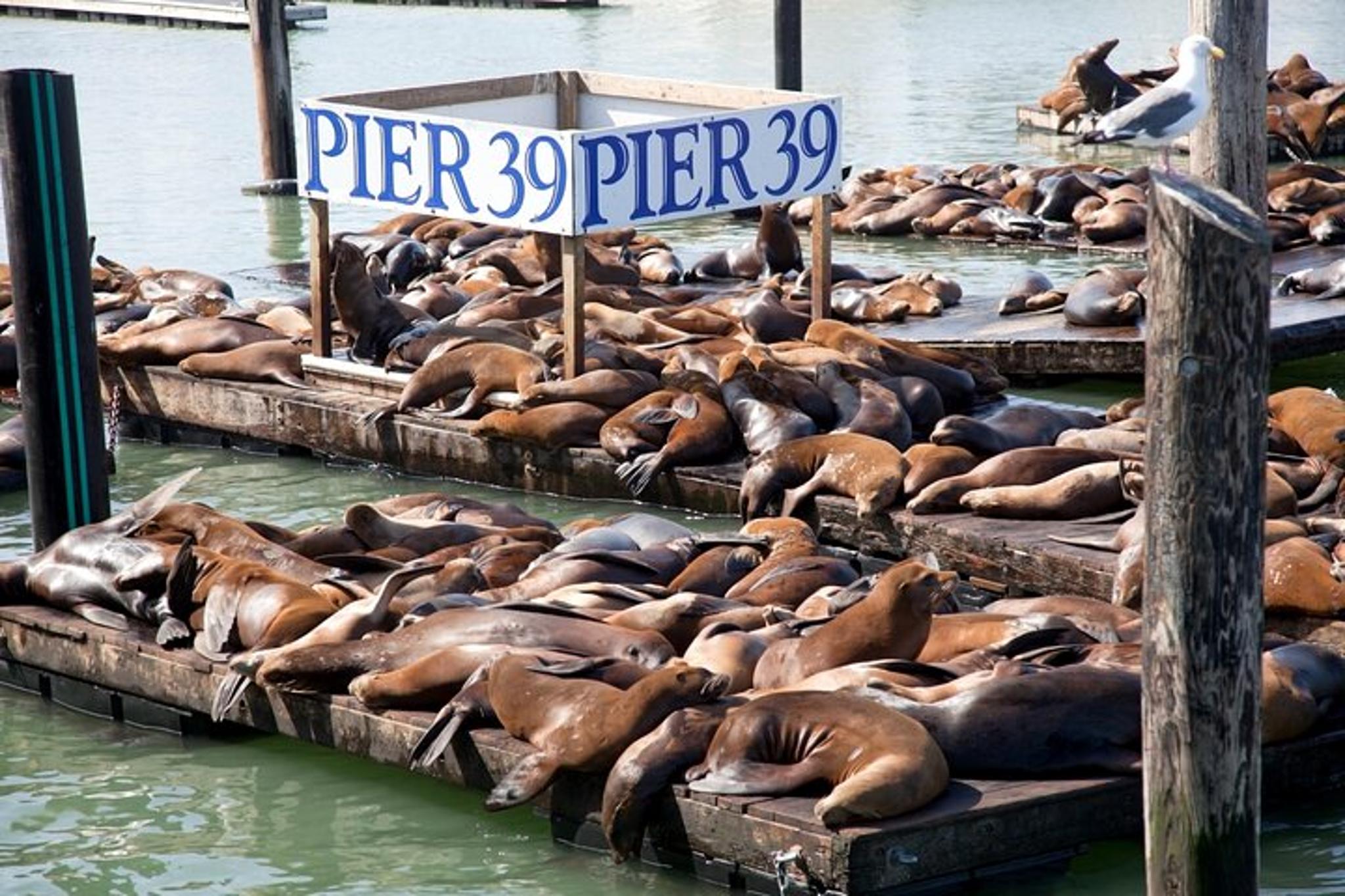 San Francisco City Tour with Optional Bay Cruise - Image 4