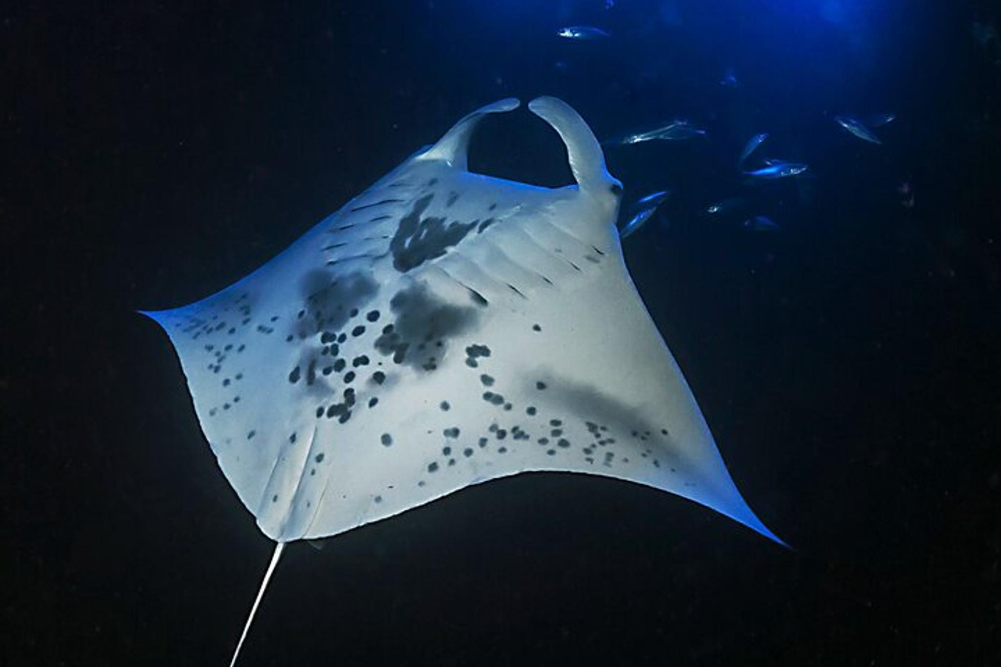 Kailua-Kona Manta Ray Snorkel Tour at Sunset - Image 6