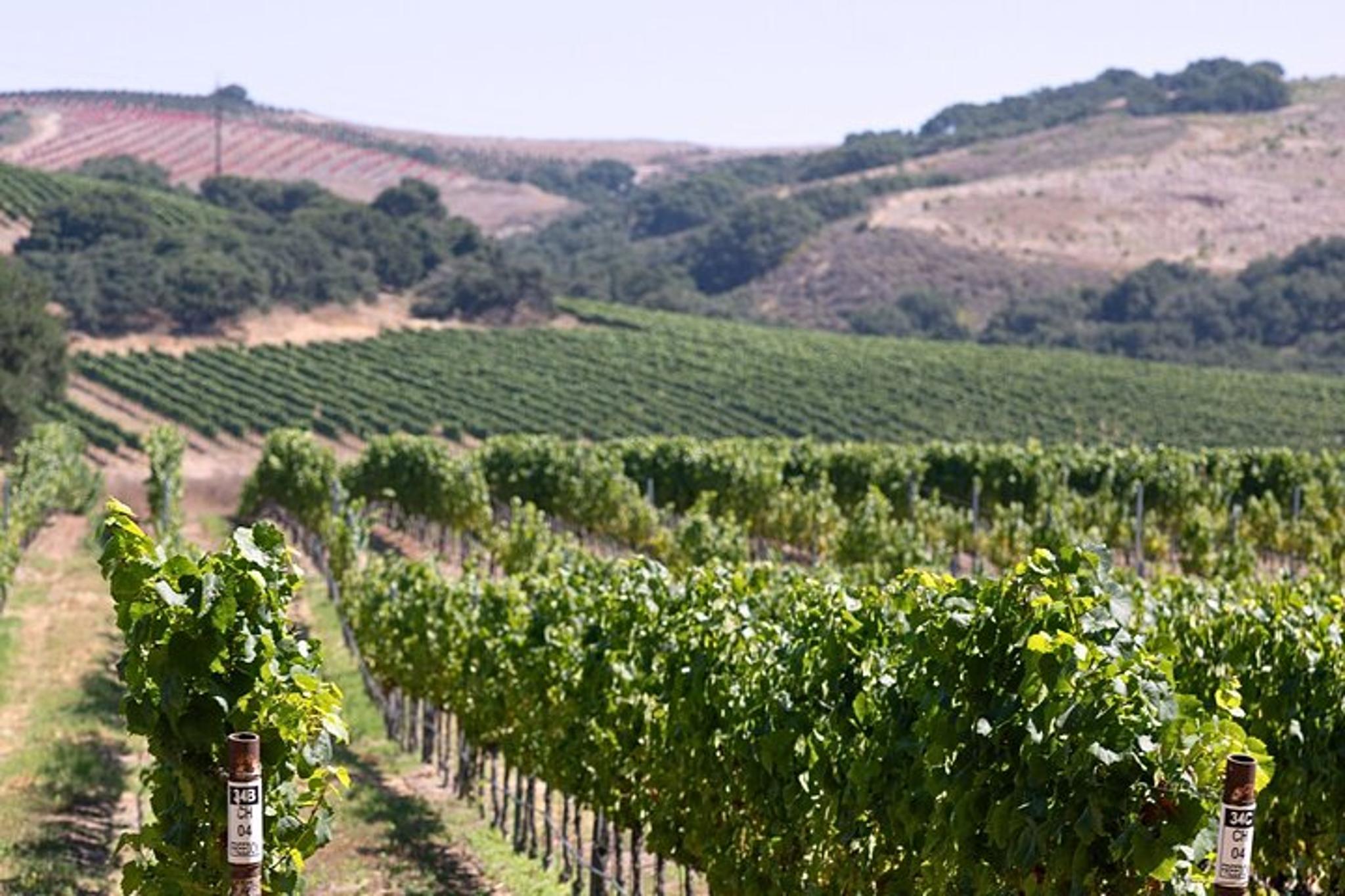 Santa Ynez Wine Tour with Private Transportation - Image 4