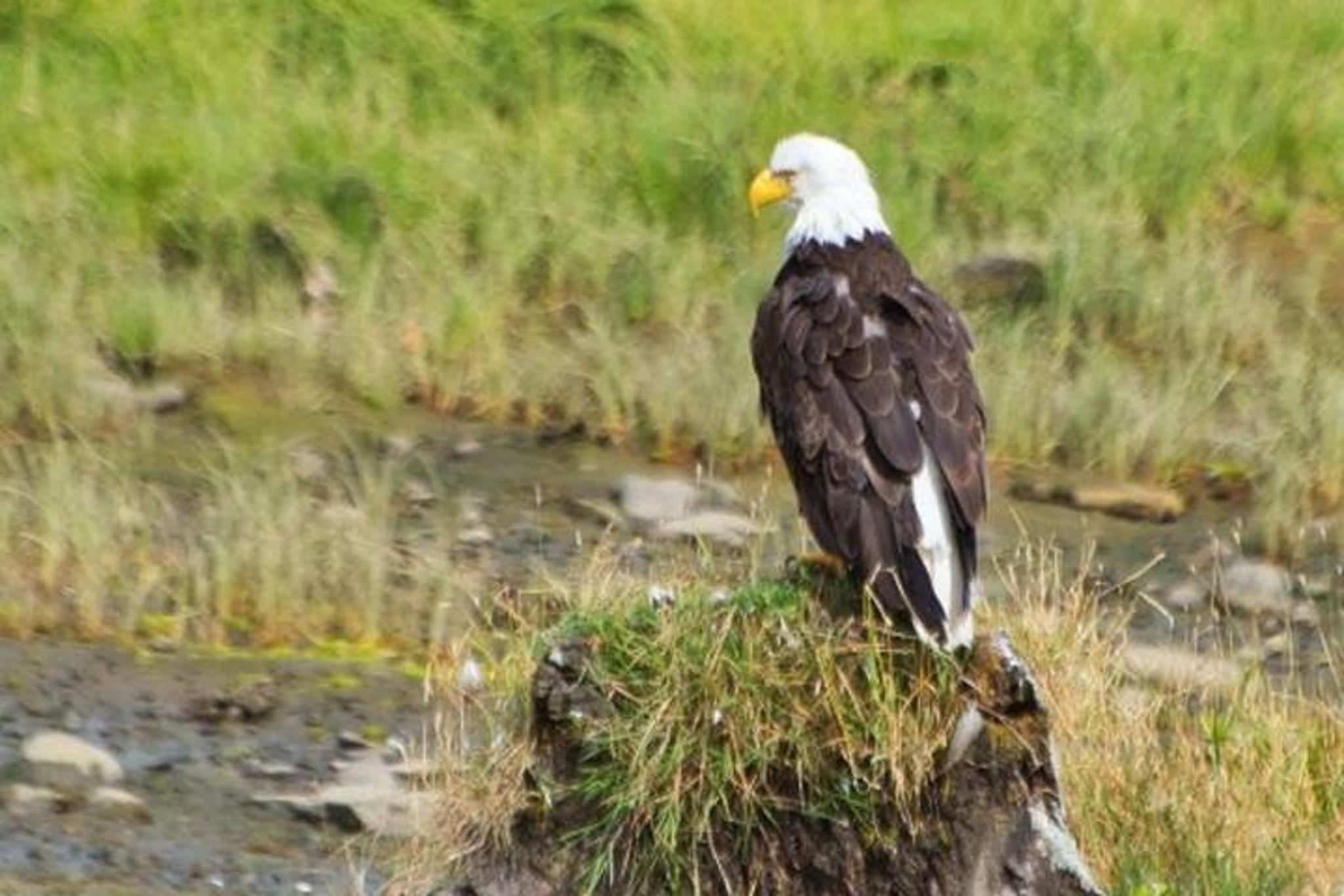 Ketchikan Eagle Sanctuary and Rainforest Wildlife Center - Image 2