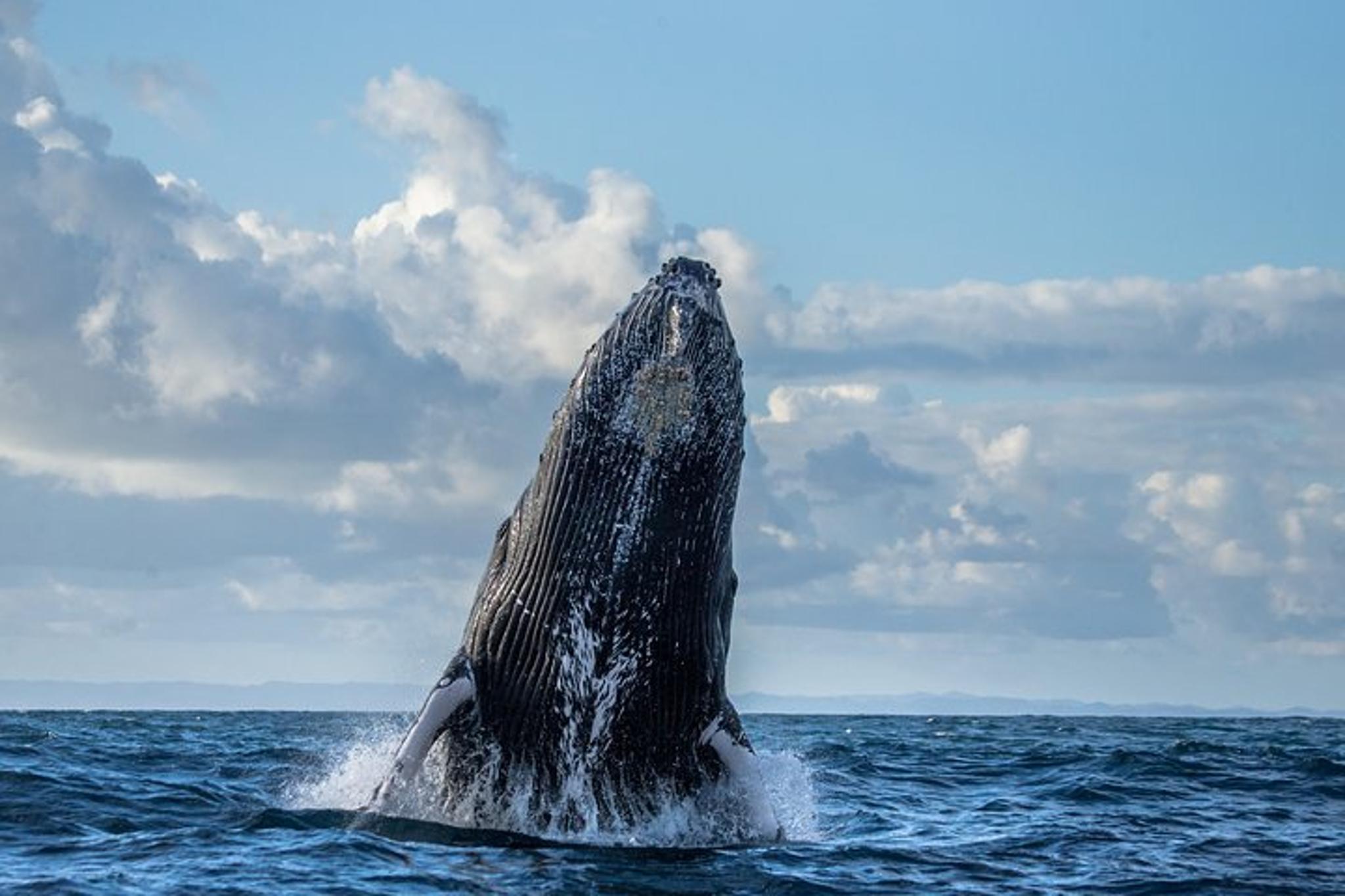 Monterey Bay Whale Watching Tour - Image 2