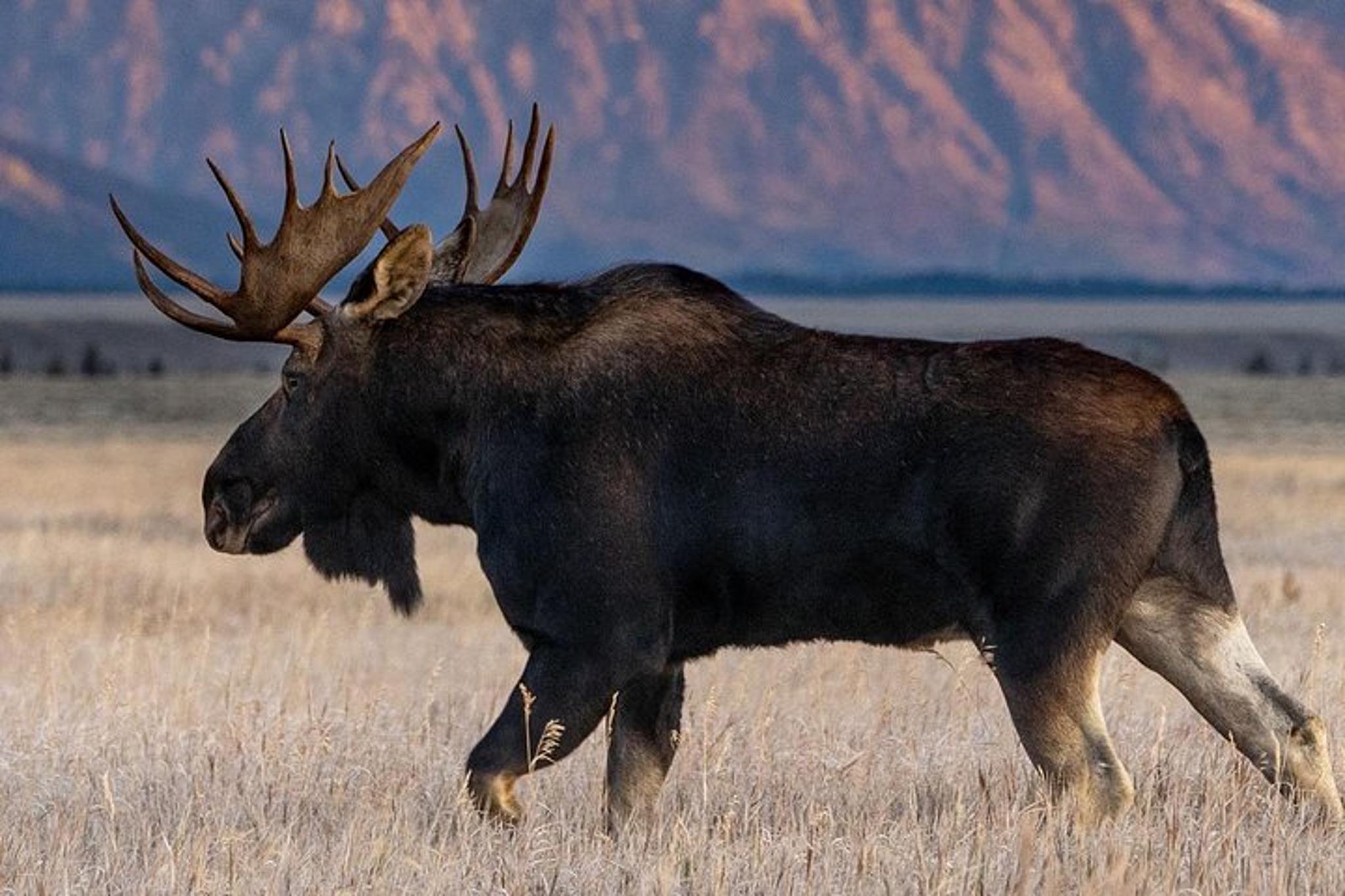 Grand Teton National Park Sunset Tour - Image 5