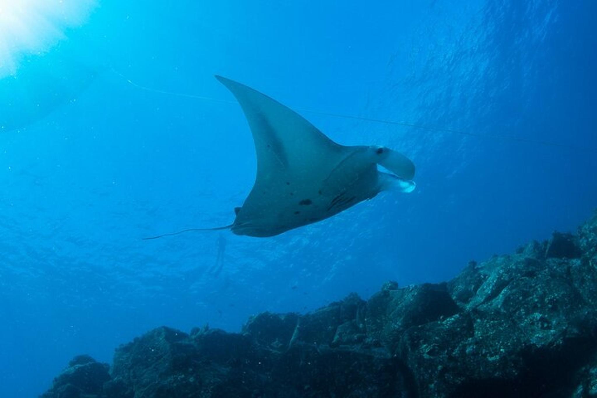 Niihau Scuba Charter with 2 or 3 Tank Dive - Image 3