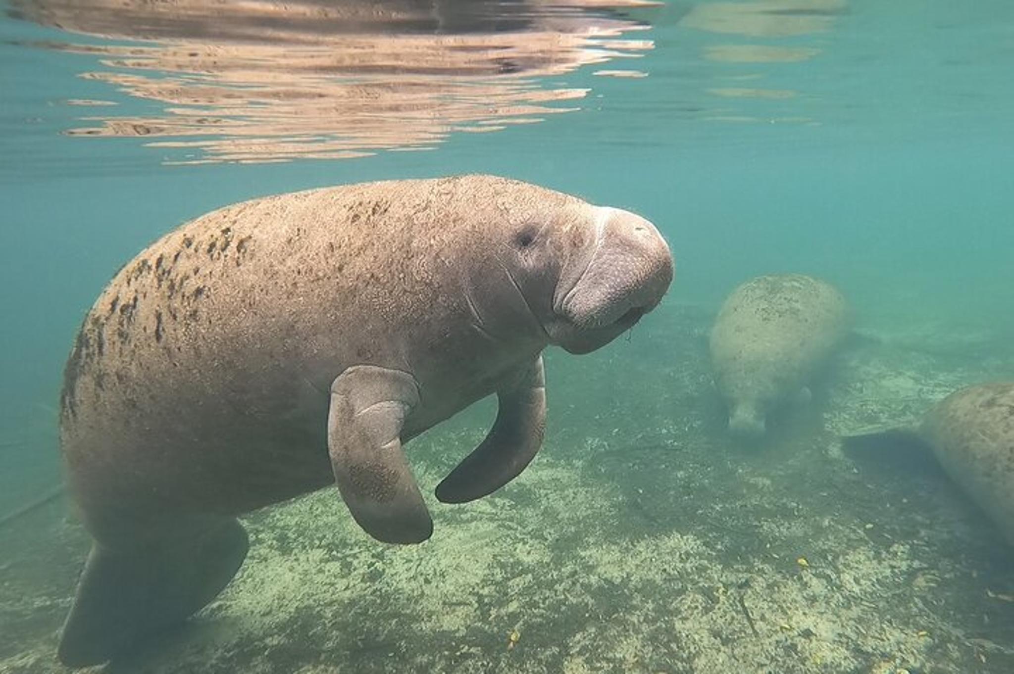 Crystal River Manatee Snorkel Tour with Guide - Image 4