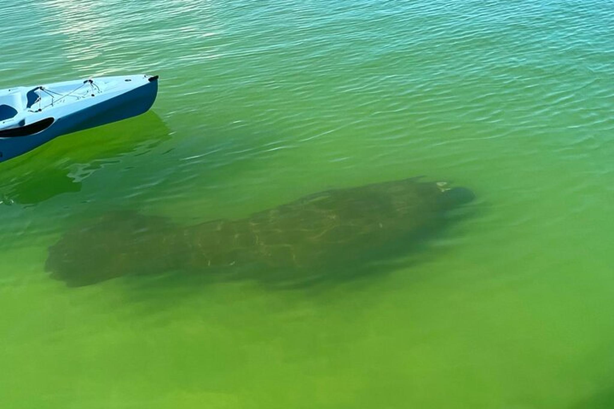 Big Hickory Island Hobie Kayak Eco Adventure - Image 4