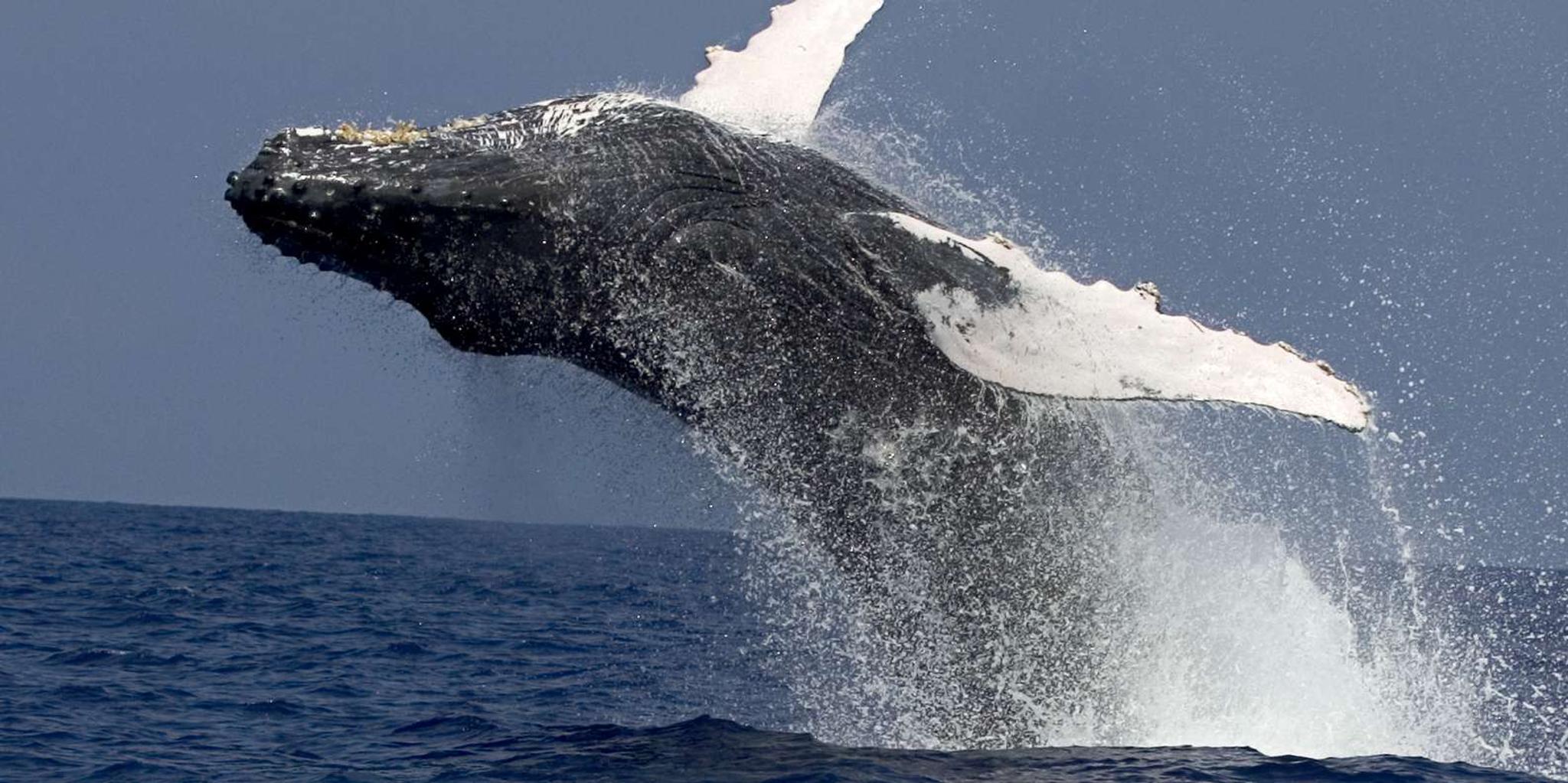 Kailua Kona Whale Watching Cruise