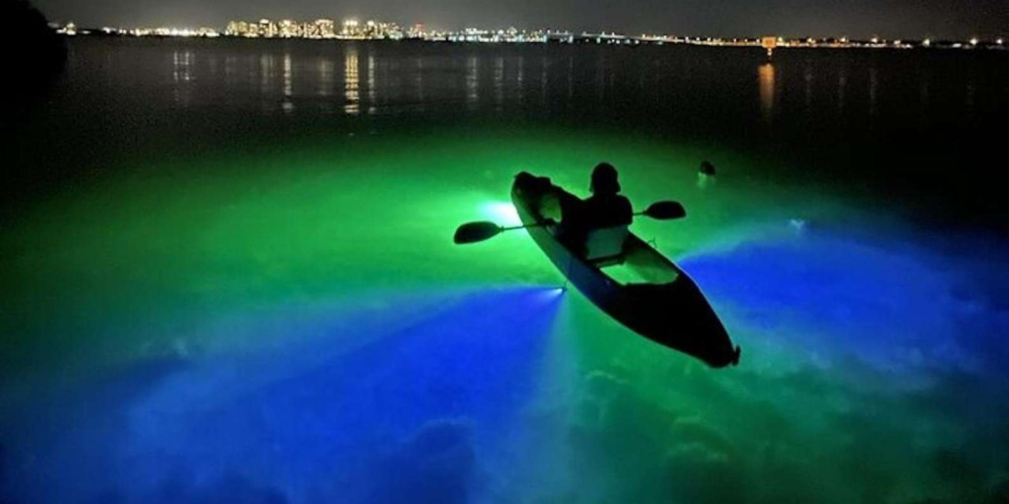 Sarasota Glass Bottom Kayak Night Tour - Image 2