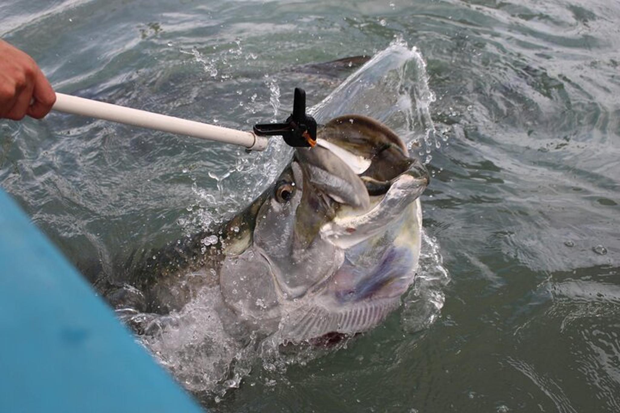 Miami Tarpon Fish Feeding Experience - Image 5