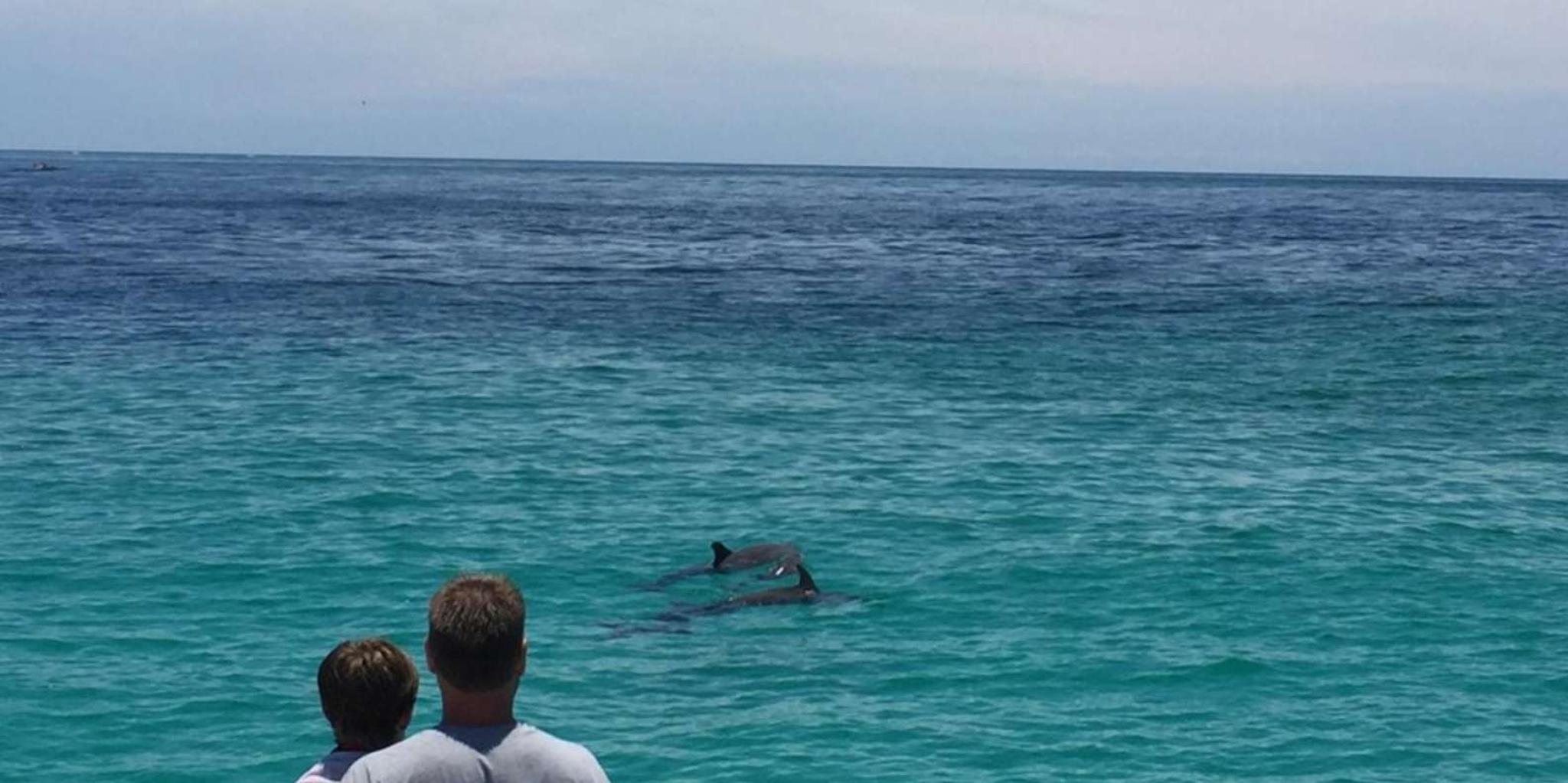 Panama City Beach Dolphin Catamaran Tour