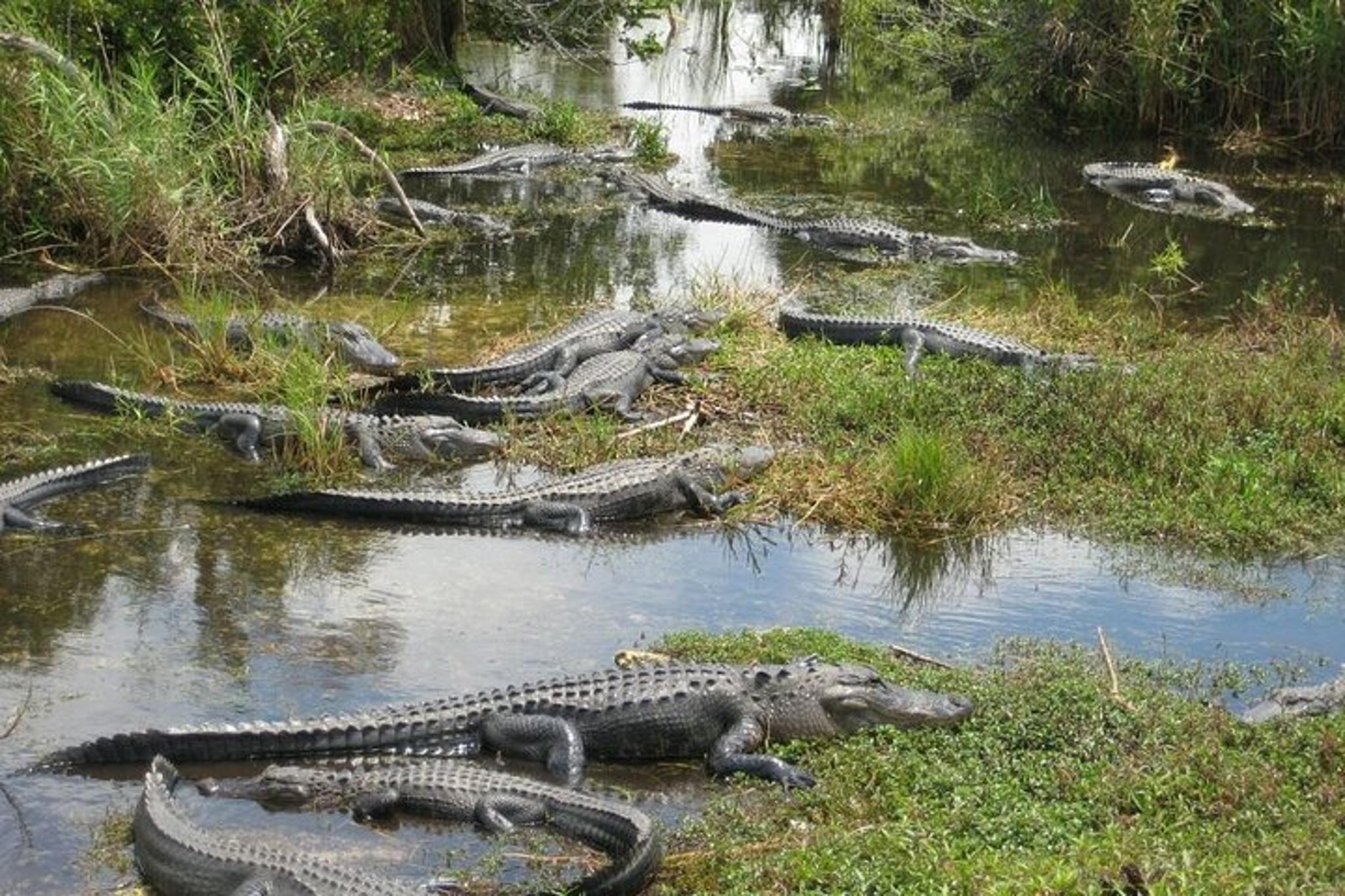 Miami Everglades Airboat Tour - Image 6