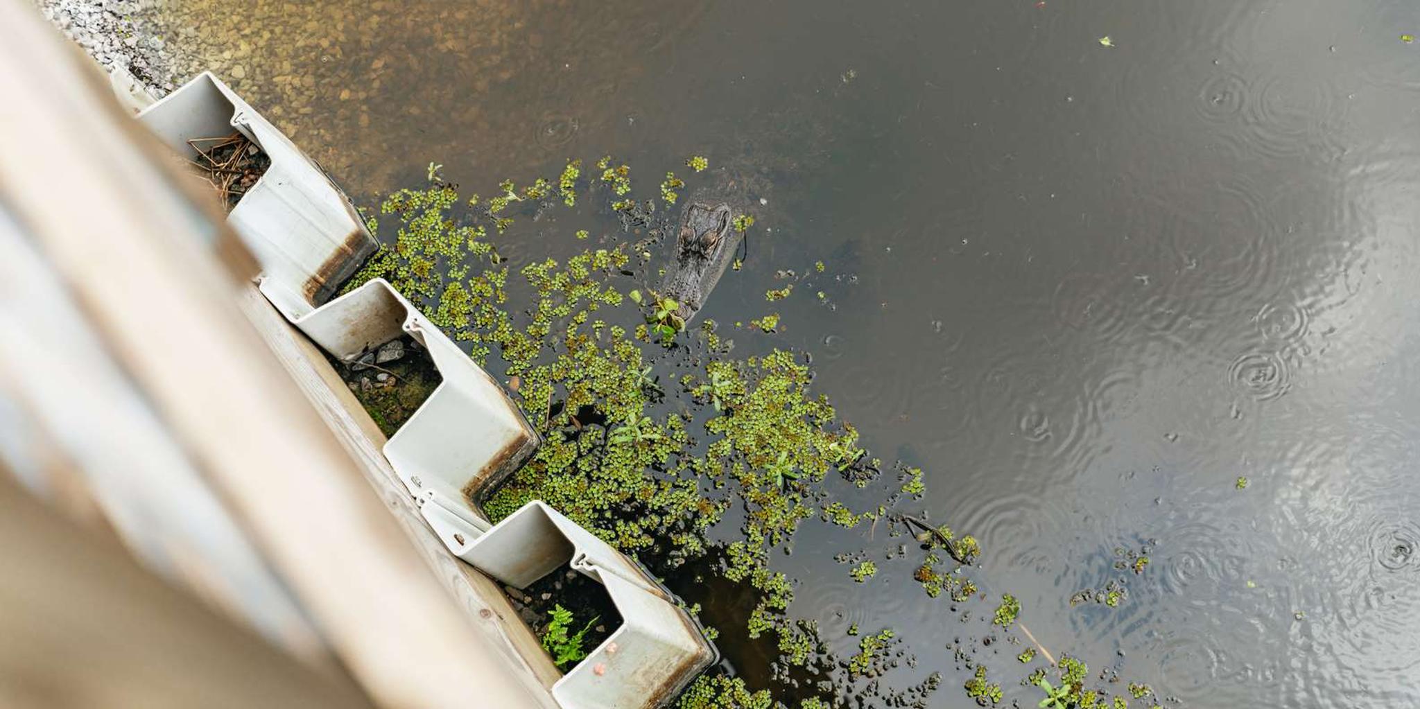 New Orleans Swamp Zipline Tour - Image 4