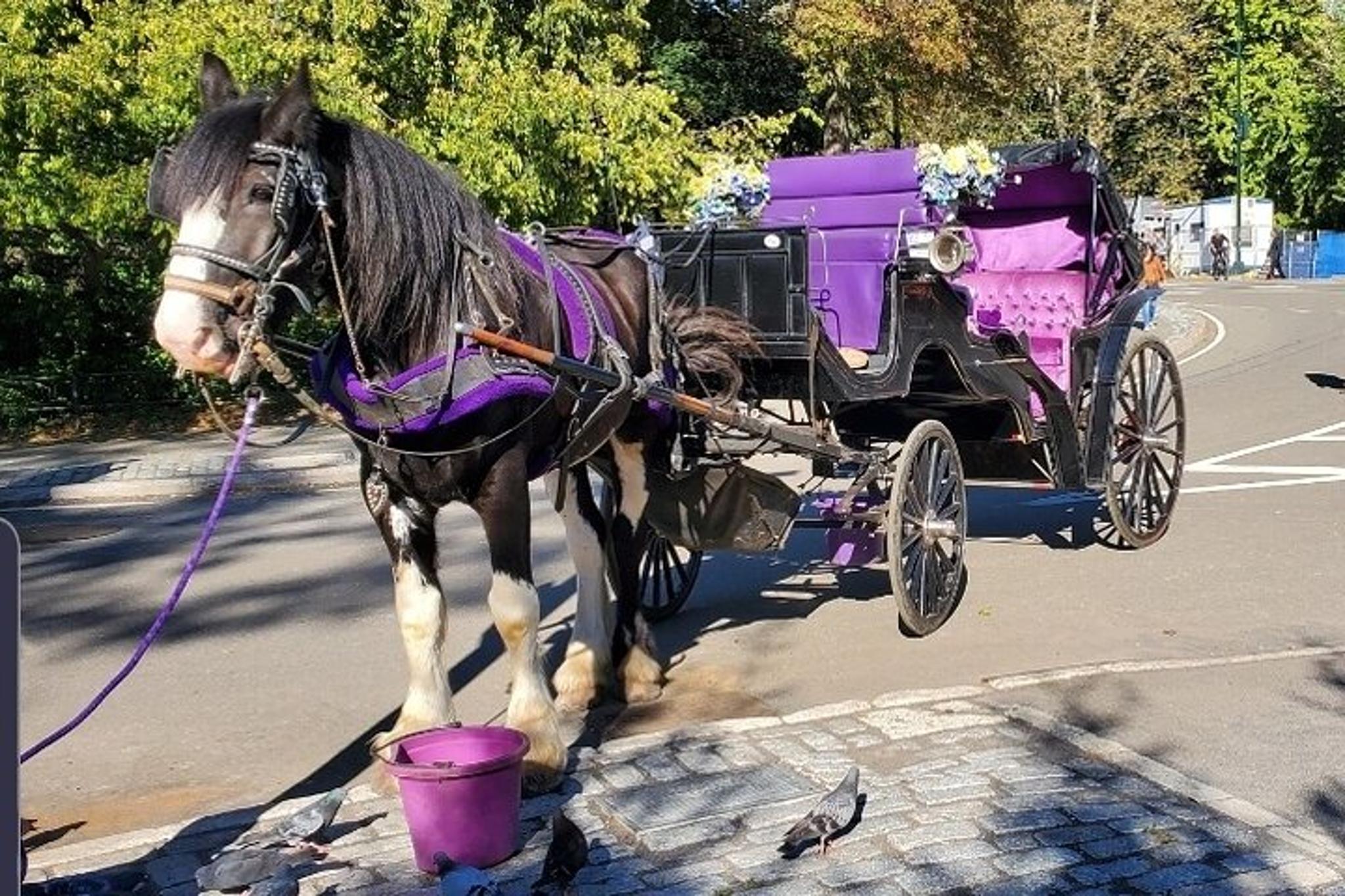 New York City Central Park Horse Carriage Tour - Image 5