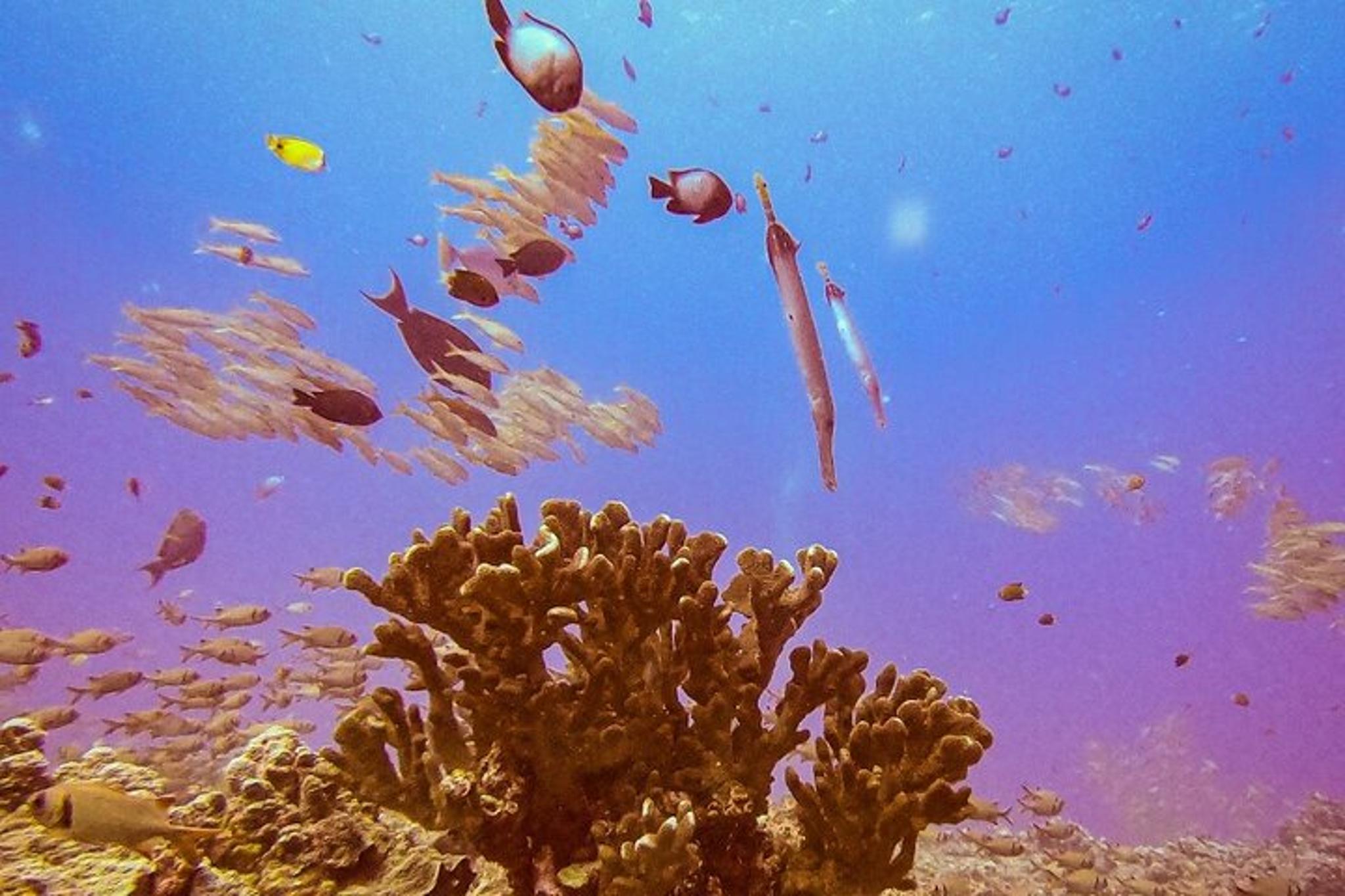 South Maui Scuba Dive Experience - Image 5