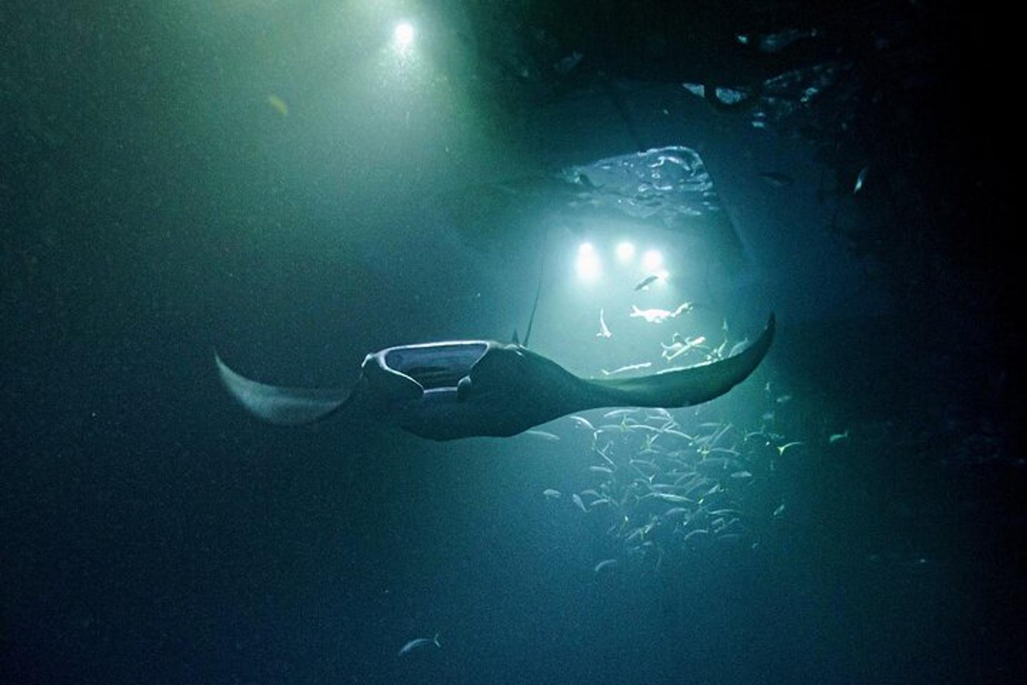 Kona Manta Ray Night Snorkel Adventure 2.5 hr - Image 1