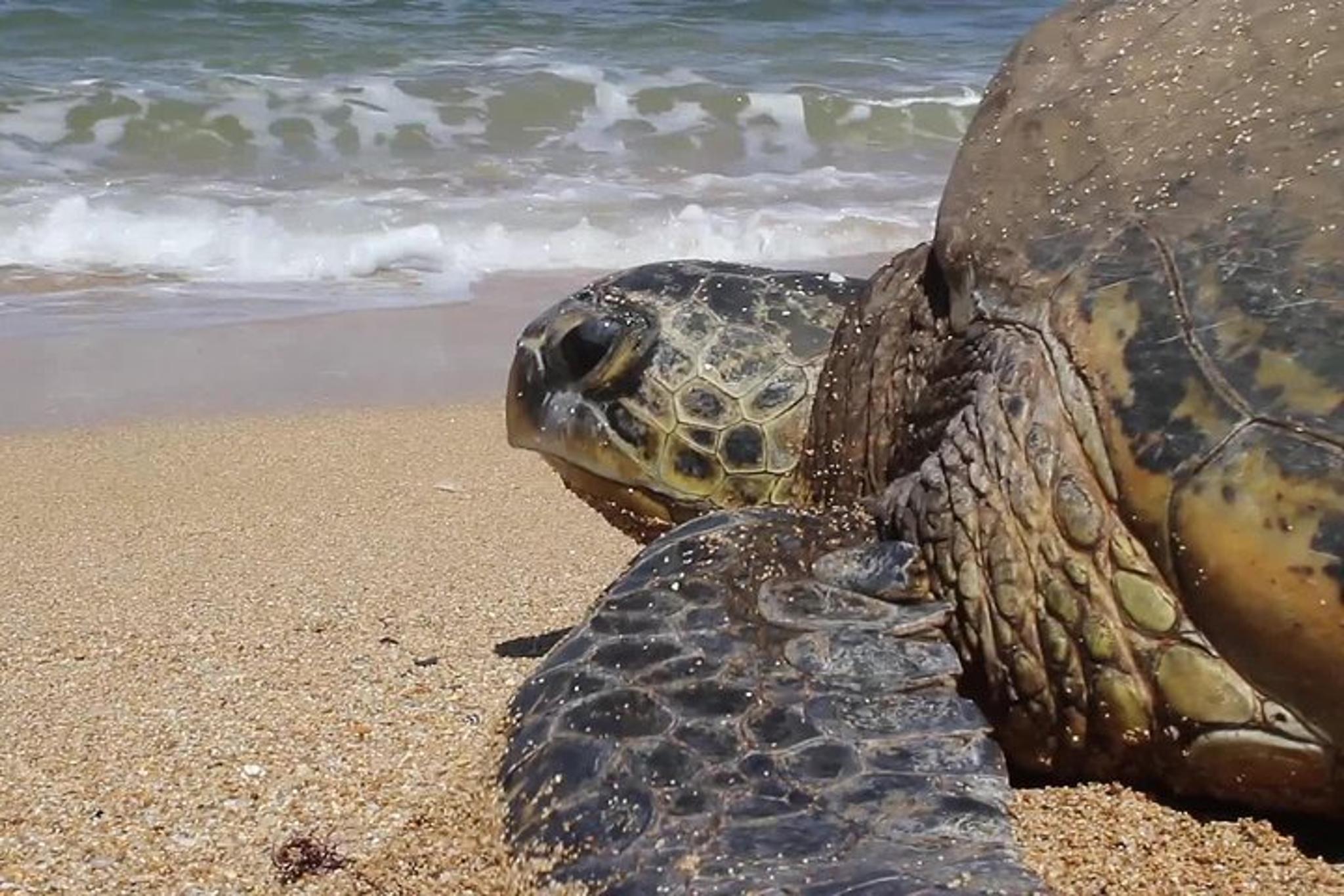 Oahu Circle Island Tour with Snorkeling - Image 2