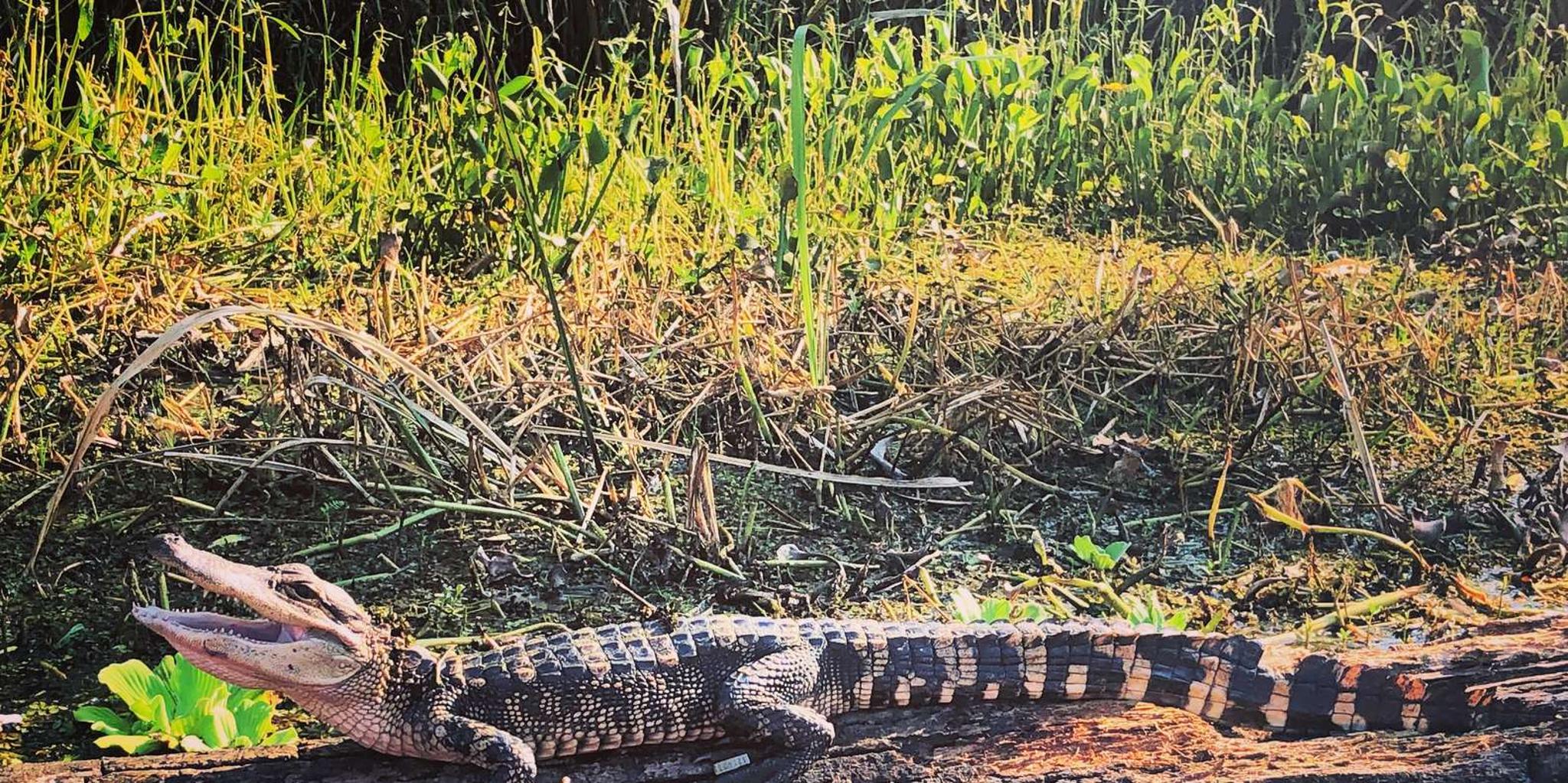 New Orleans Tiki Boat Bayou Party and Wildlife Tour - Image 2