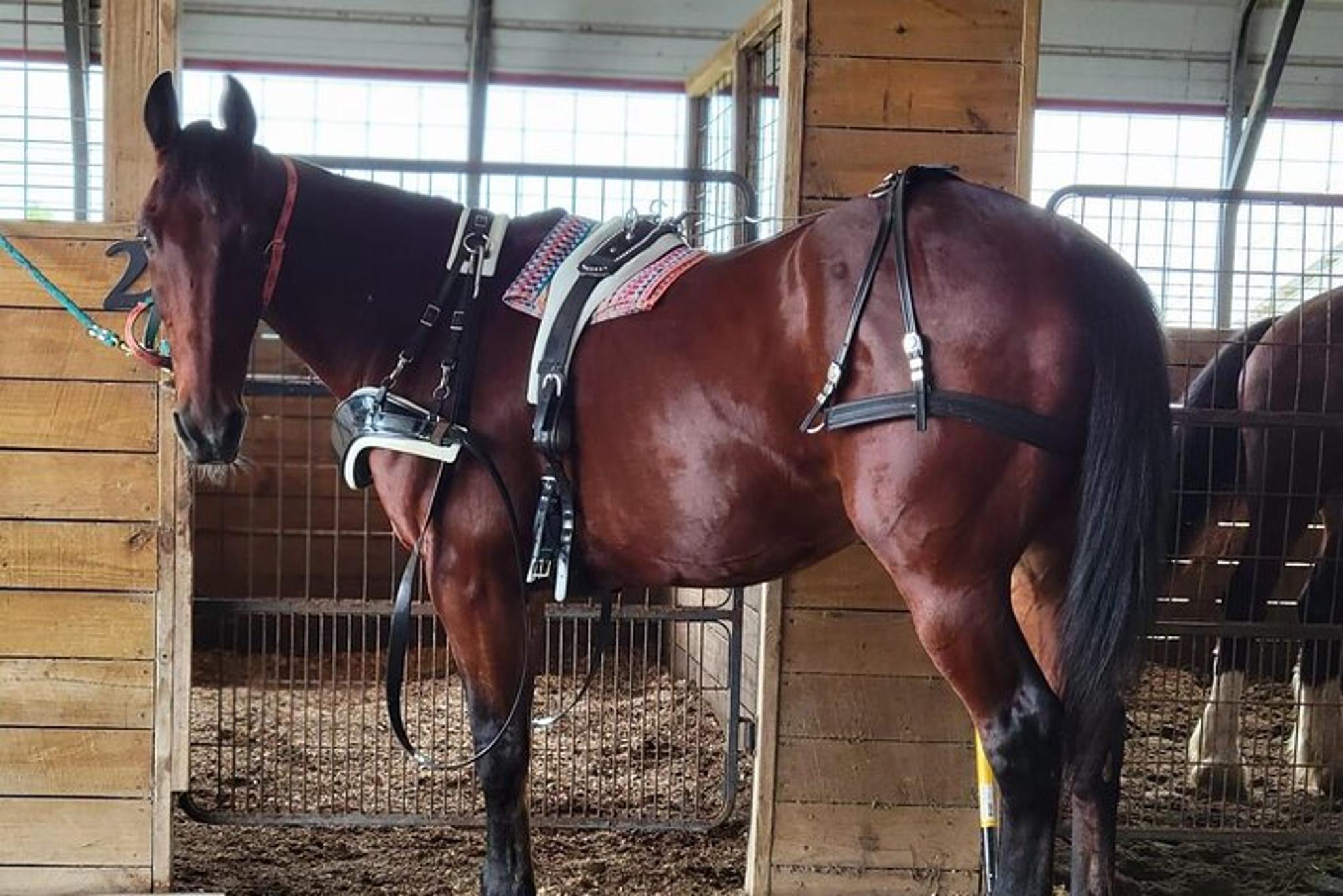 Saint Augustine Horse-Drawn Carriage Tour - Image 6