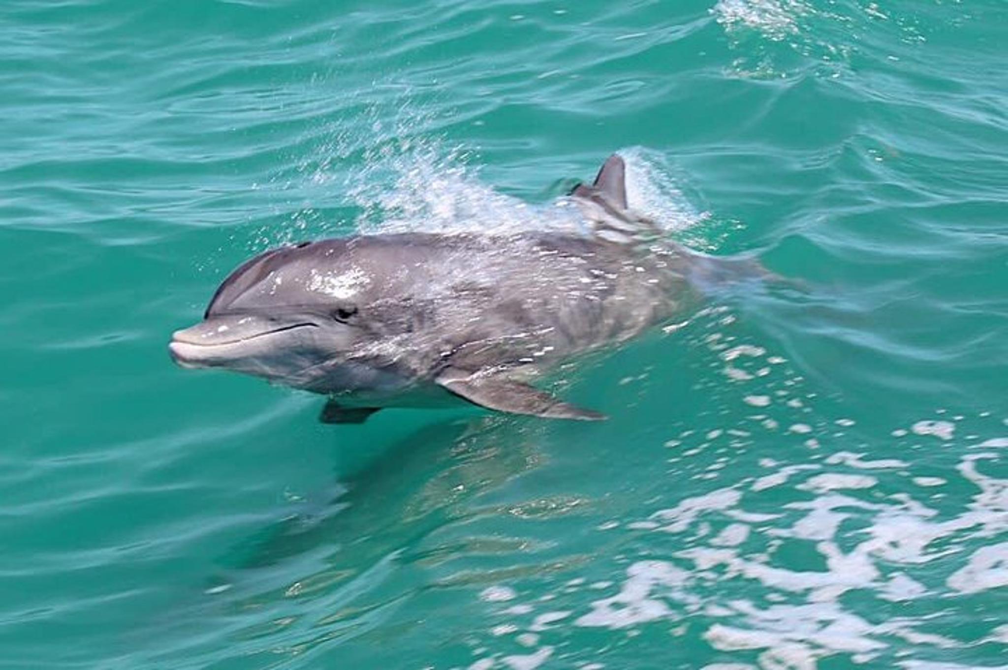 Clearwater Beach Dolphin Adventure - Image 2