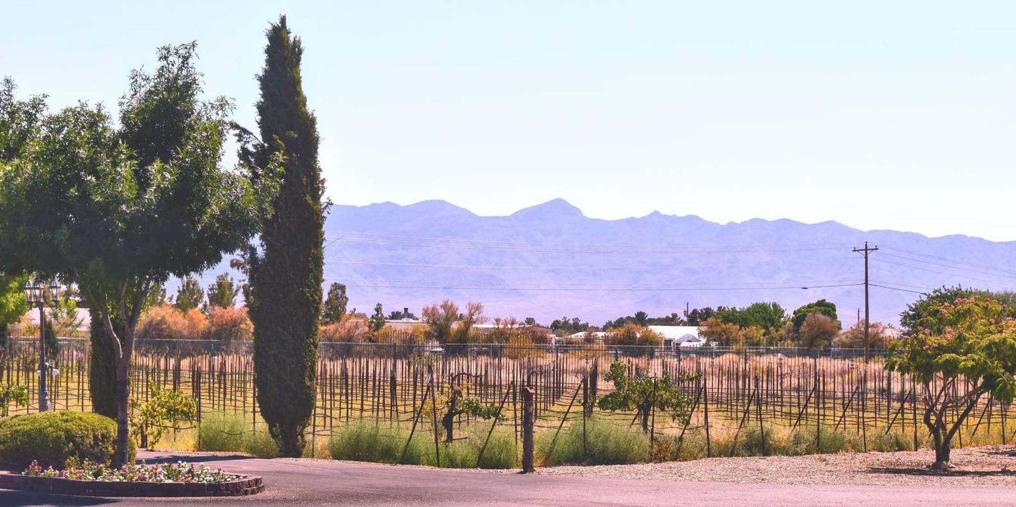 Las Vegas Wine Tasting Tour in Pahrump - Image 2