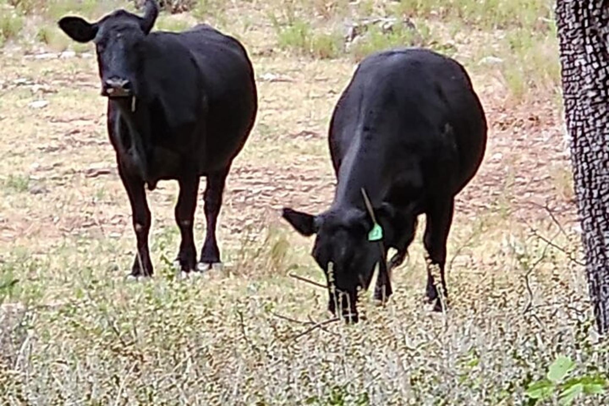 Chrysotile Off-Road Canyon Adventure 3 Hr - Image 2