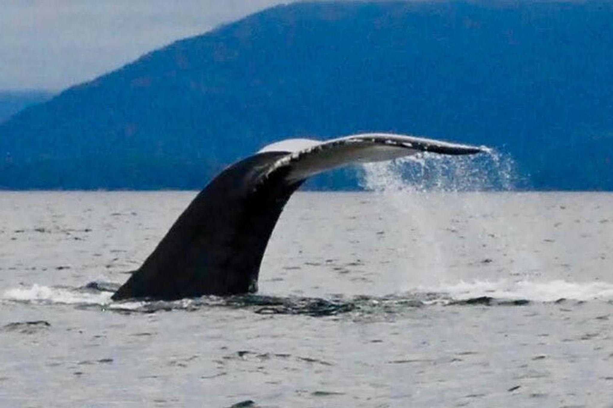 Sitka Scenic Wildlife Boat Tour - Image 4
