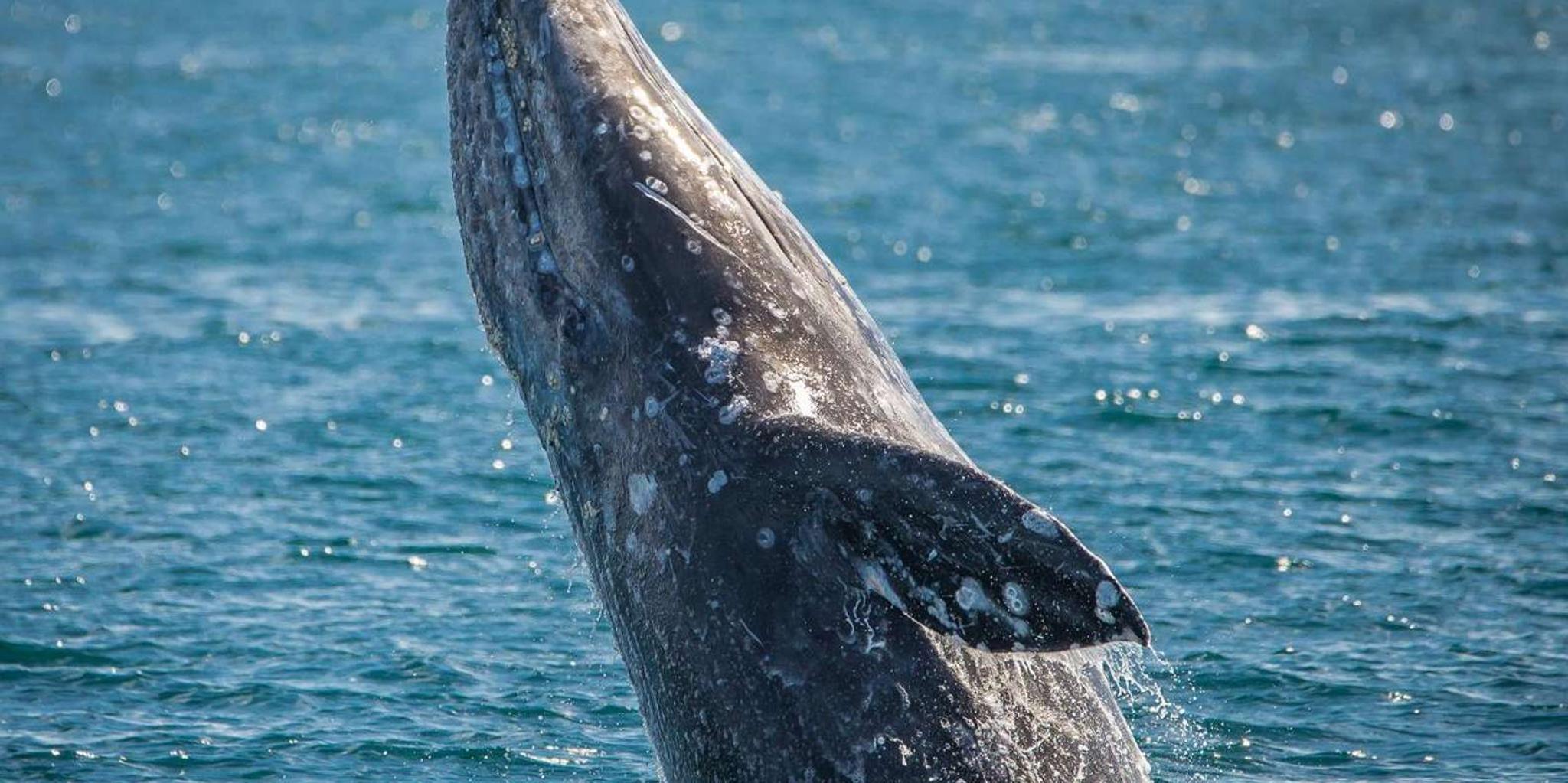 Long Beach Whale Watching Cruise - Image 3