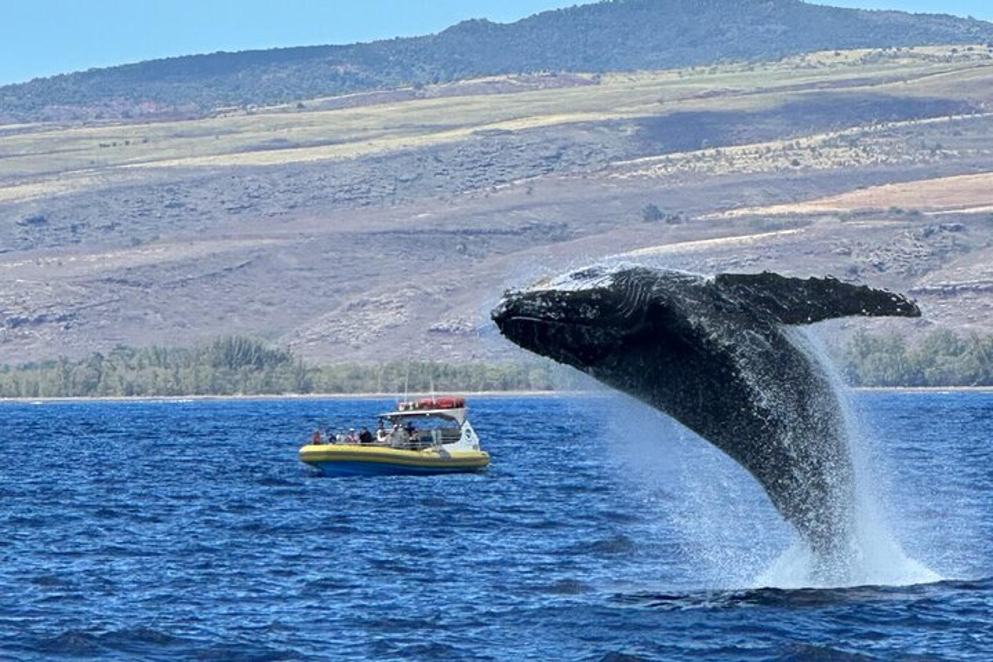 Kauai Whale Watching Adventure - Image 3