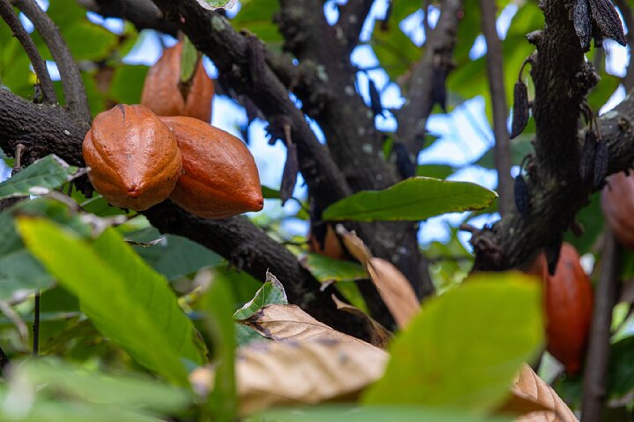 Kauai Tropical Fruit Tasting Tour - Image 5