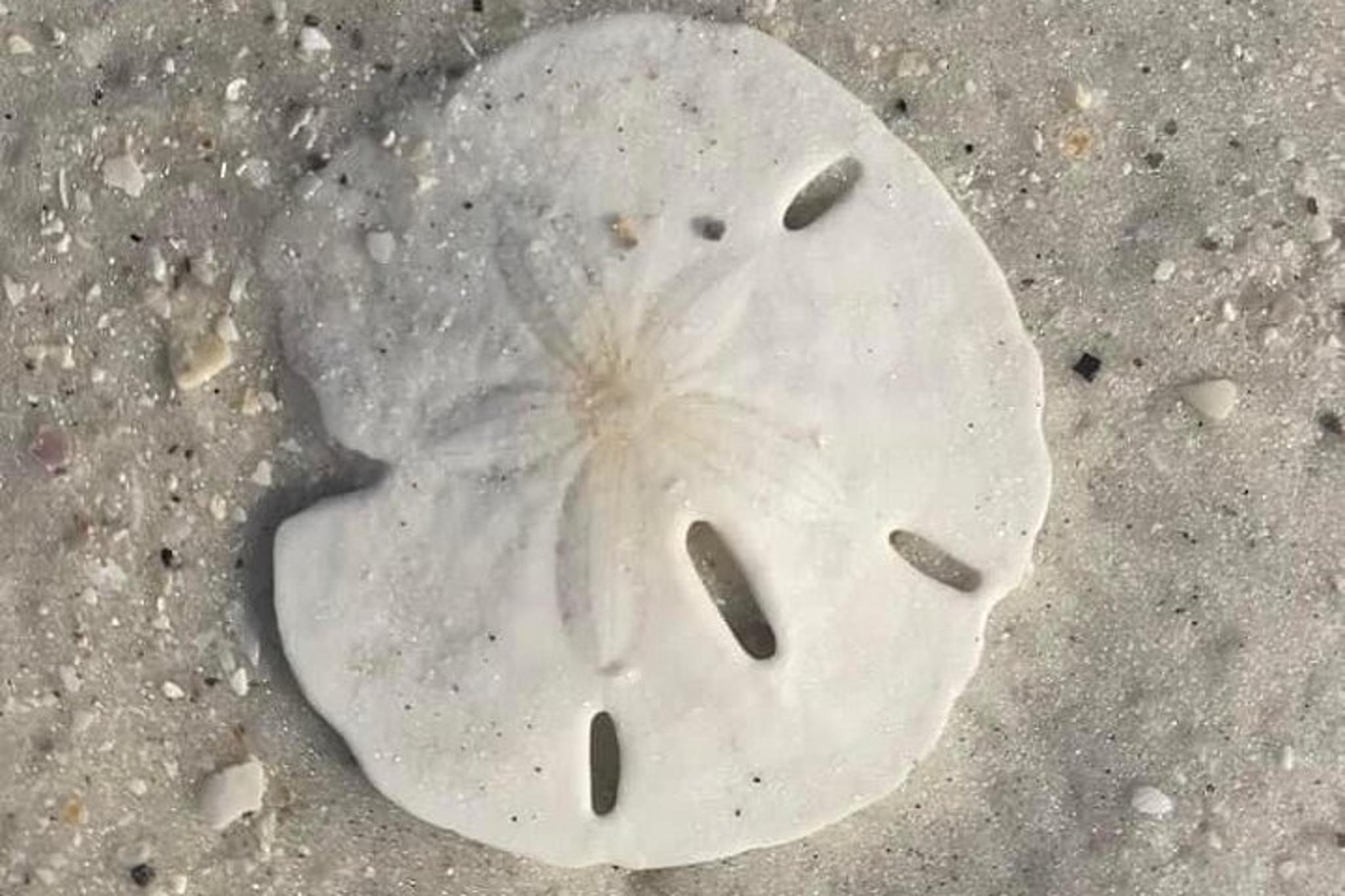 St. Petersburg Shell Key Island Adventure 2.5 Hr - Image 4