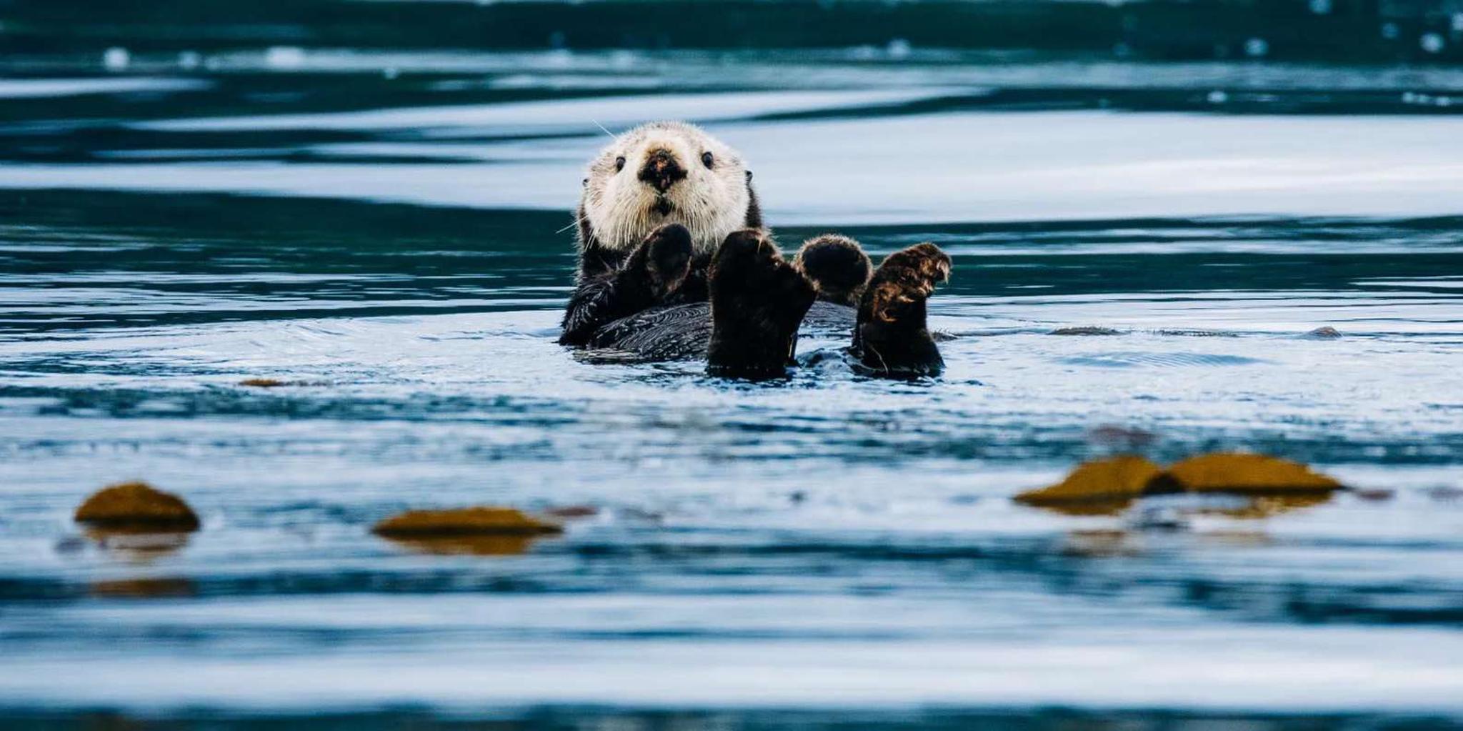Sitka Whale Watching Tour with Naturalist - Image 1