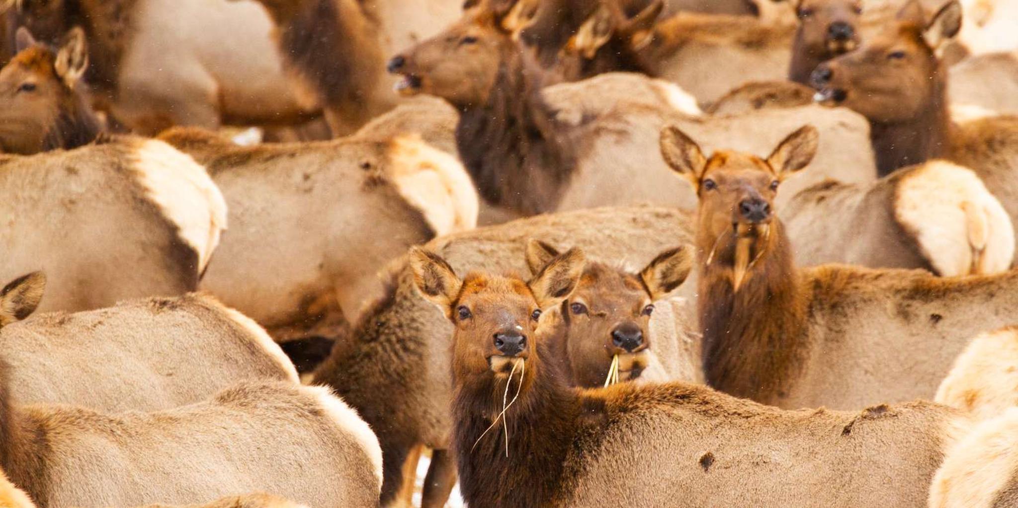 Jackson Wildlife and Snowshoe Tour in Grand Teton - Image 5