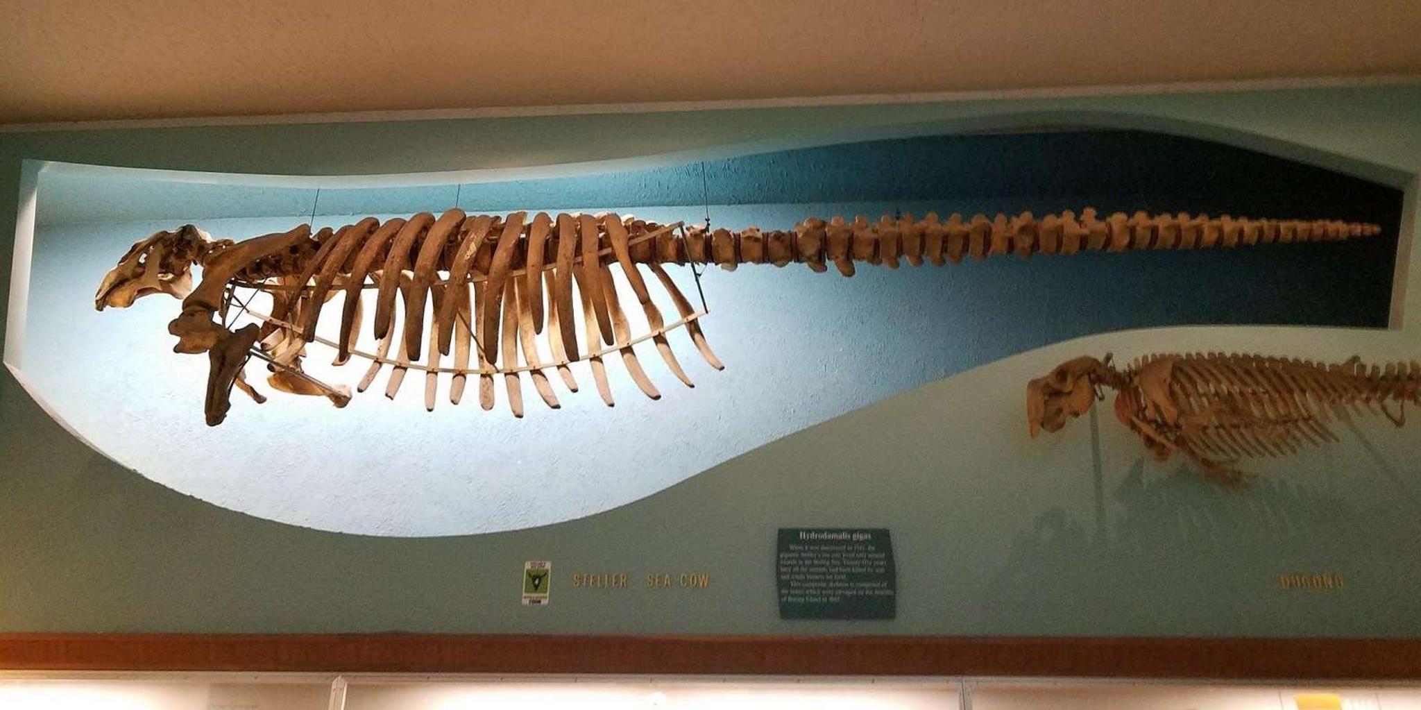 Washington, DC Natural History Museum Tour
