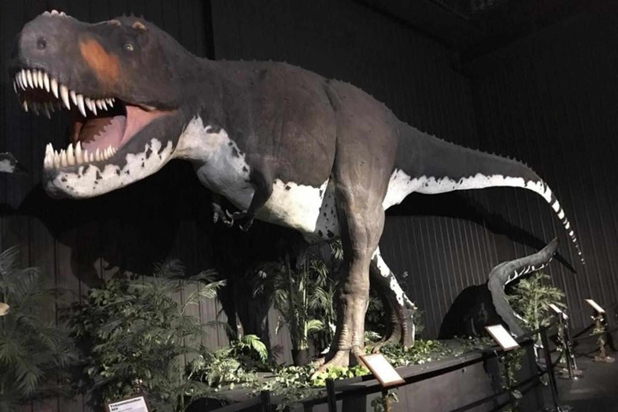 Branson Dinosaur Museum Admission - Image 4