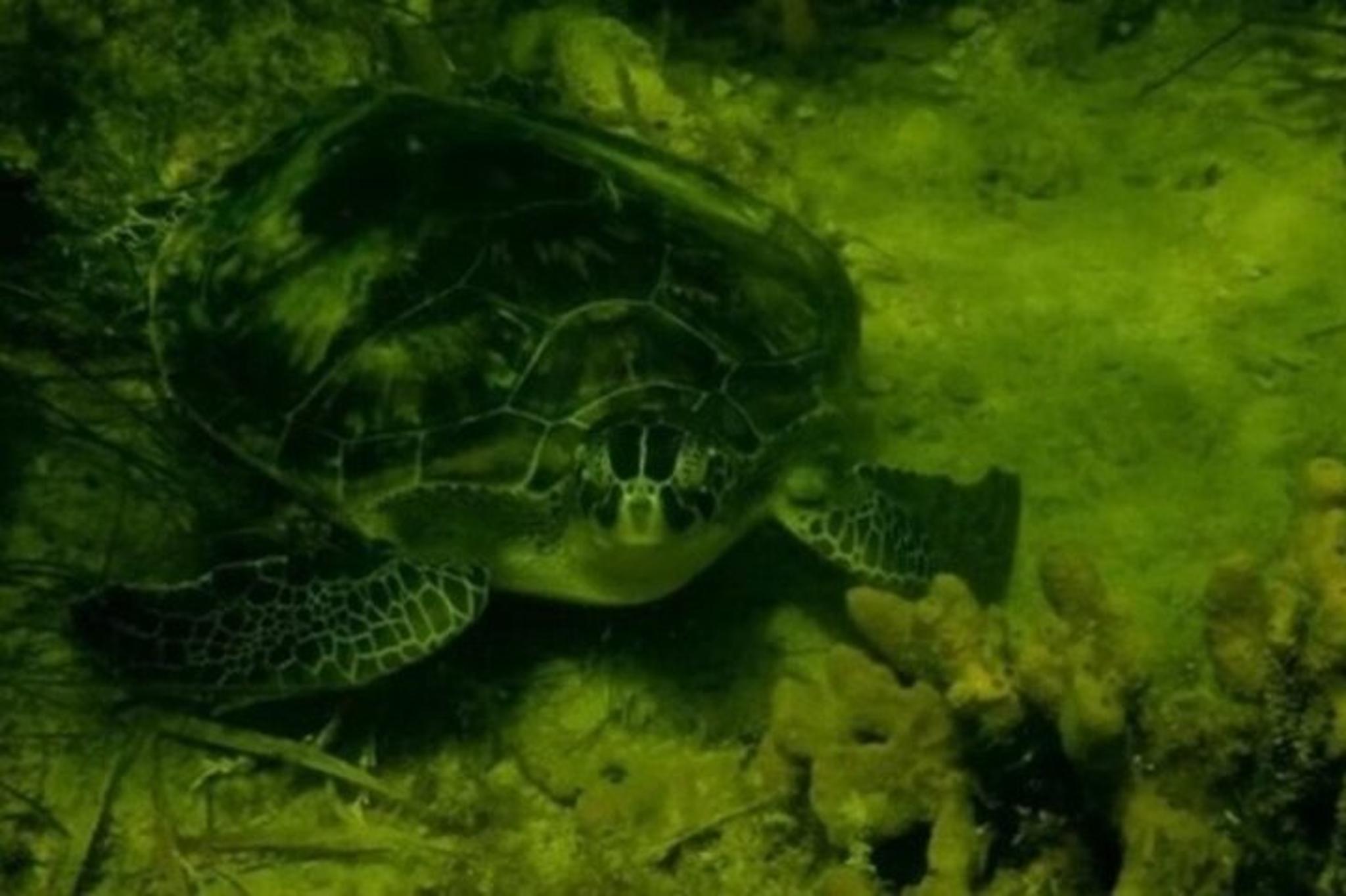 Crystal River Private Scalloping Adventure - Image 3