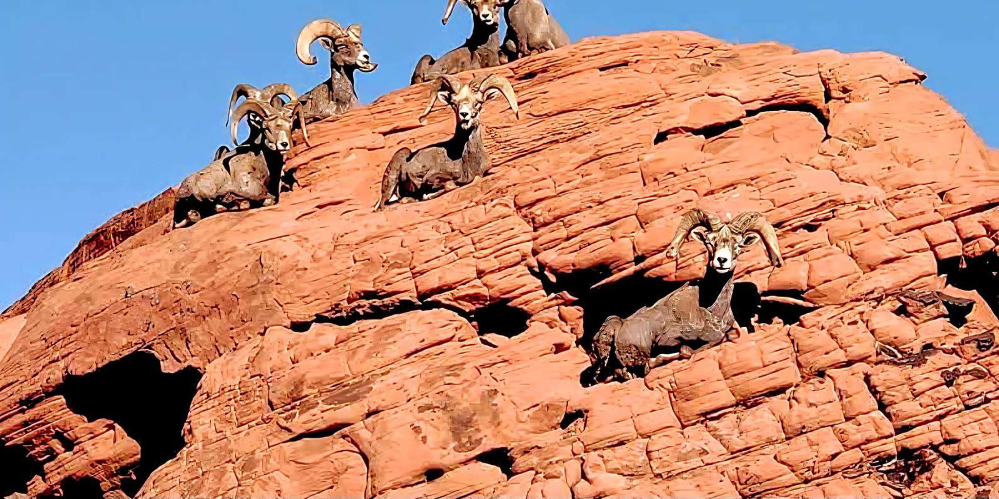 Las Vegas Valley of Fire Tour 4.5 hr - Image 4