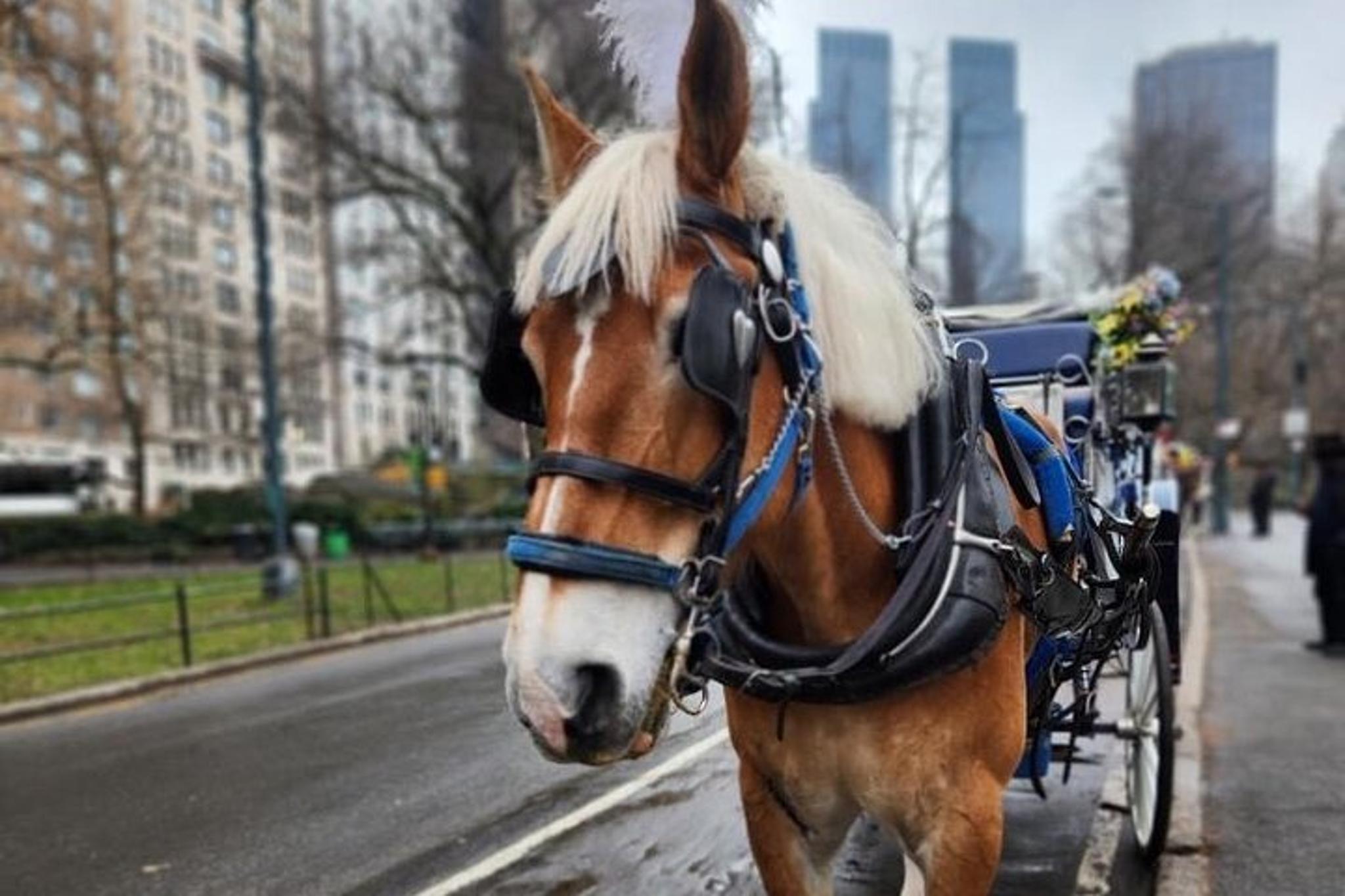 New York City Horse and Carriage Tour in Central Park