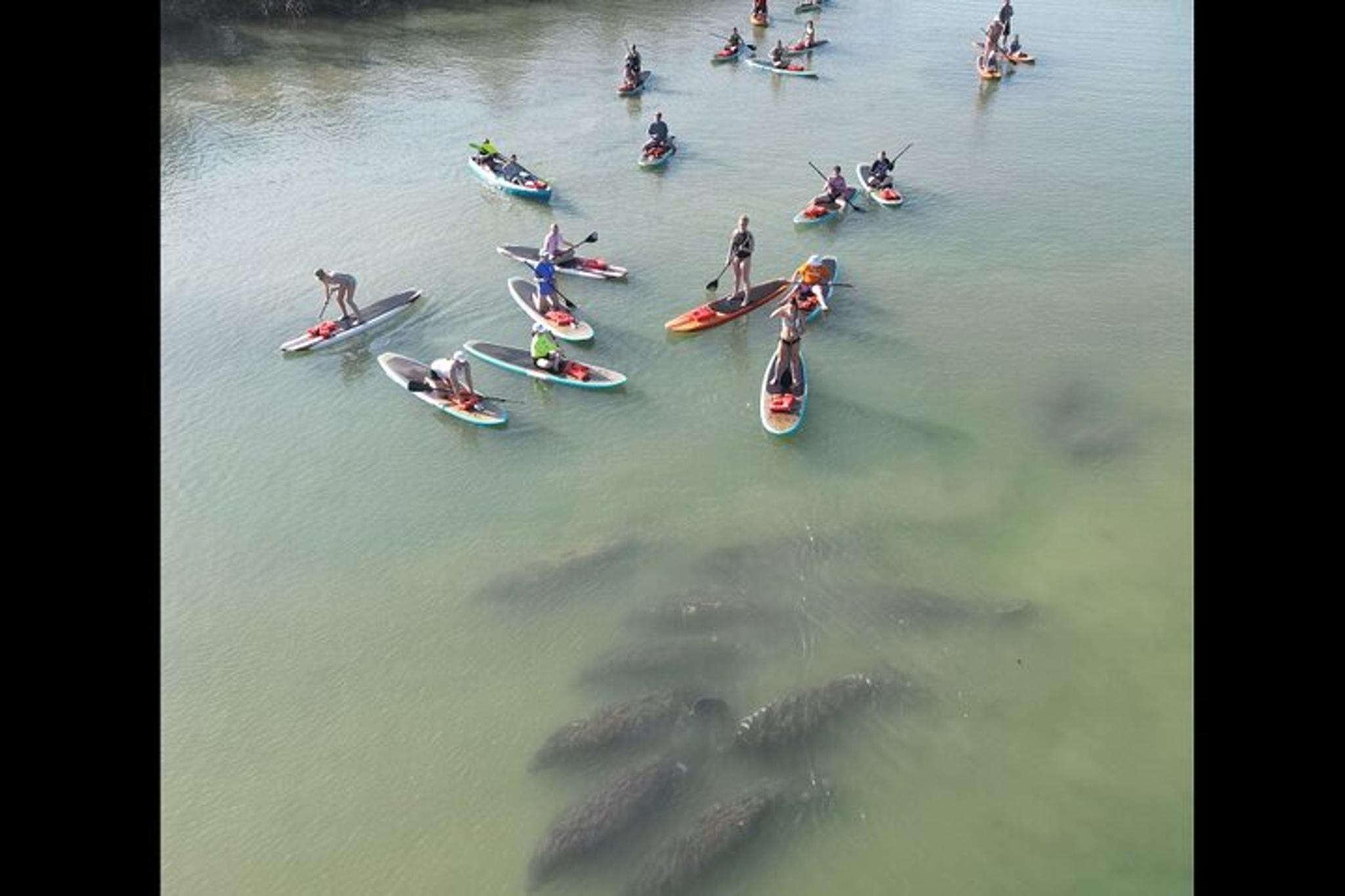 New Smyrna Dolphin and Manatee Kayak Adventure - Image 2