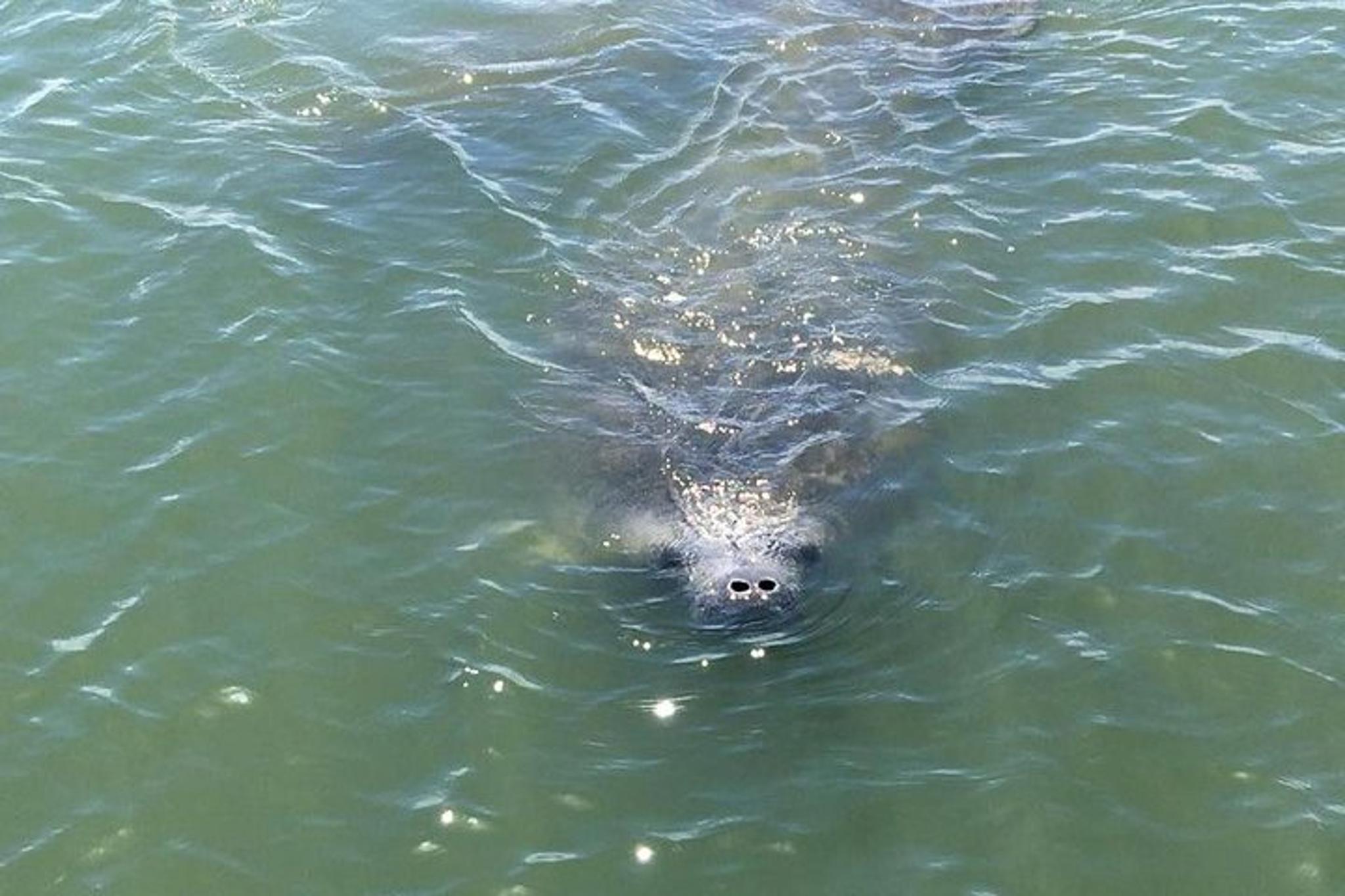Indian River Lagoon Wildlife Tour - Image 2
