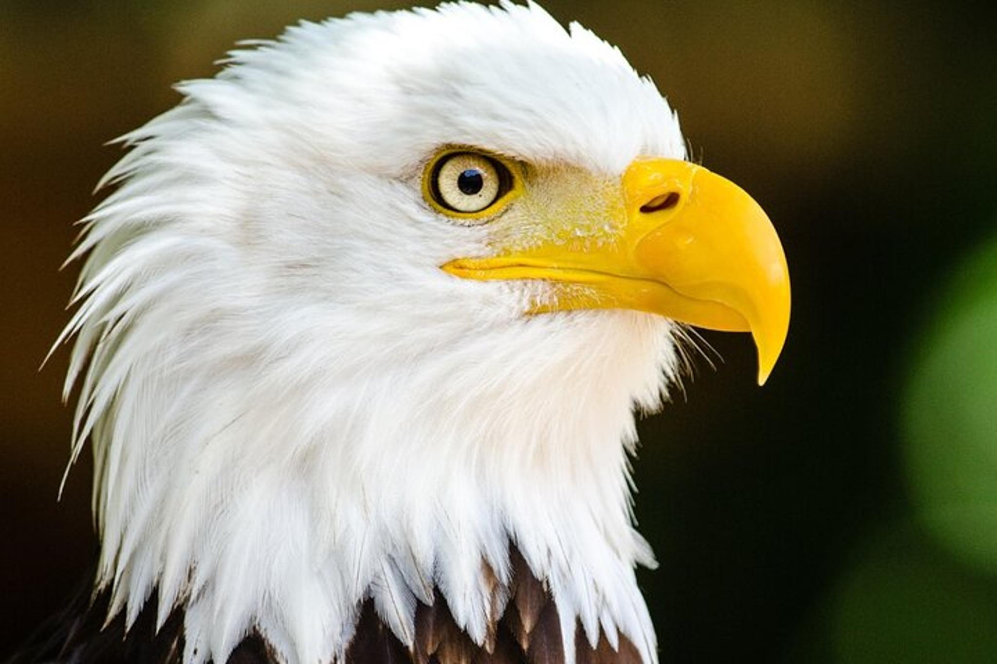 Ketchikan Wildlife and Sightseeing Tour 2.5 hr - Image 5