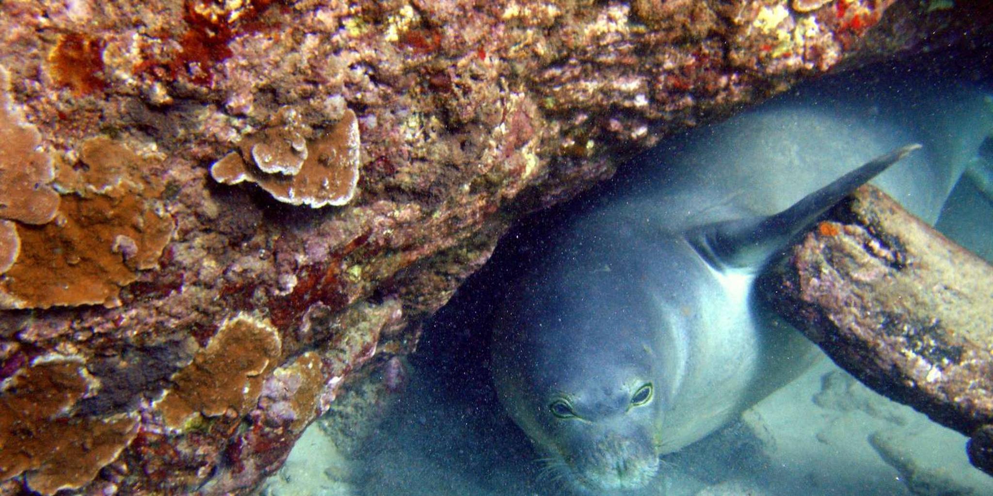 West Maui Kayak and Snorkel Tour at Olowalu - Image 6