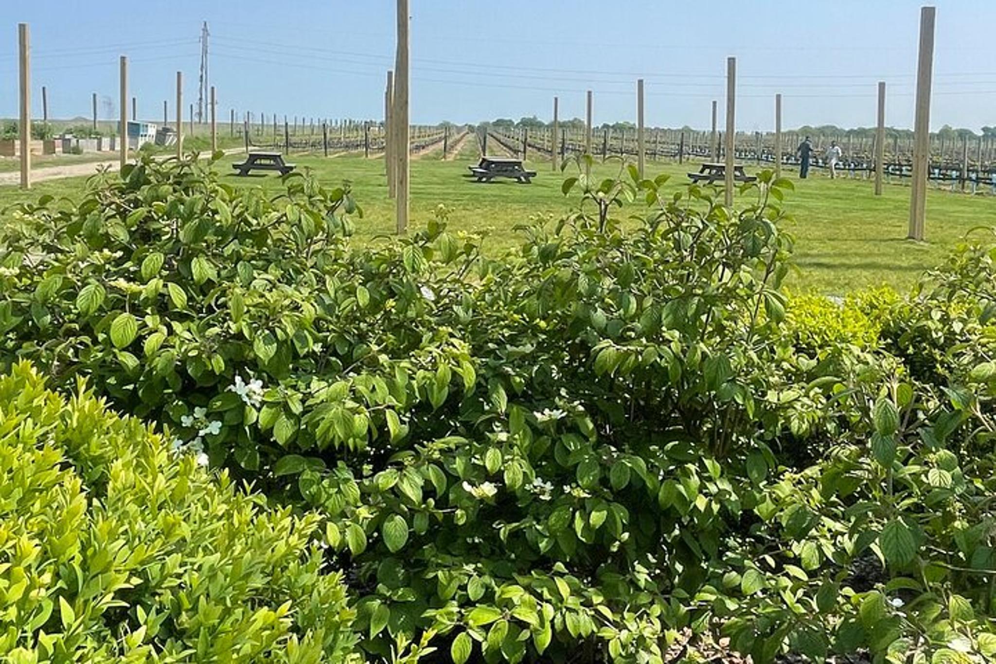 Northport Food and Cultural Tour 2 hr - Image 6