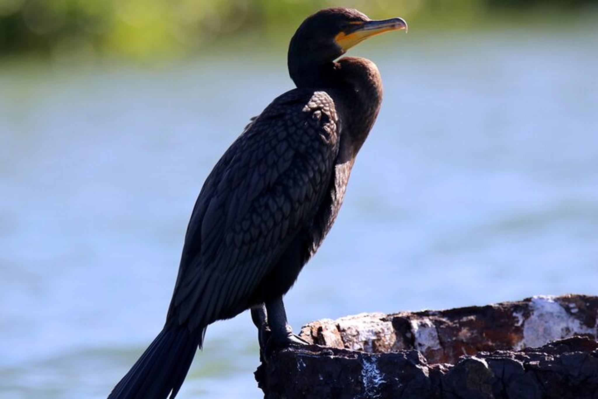 Sarasota Kayak Rentals and Wildlife Watch - Image 2