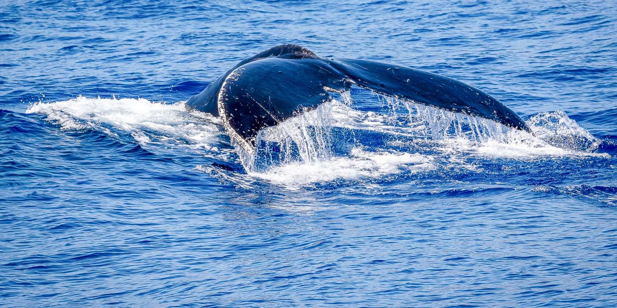 Kihei Whale Watch and Snorkel Kayak Tour - Image 4