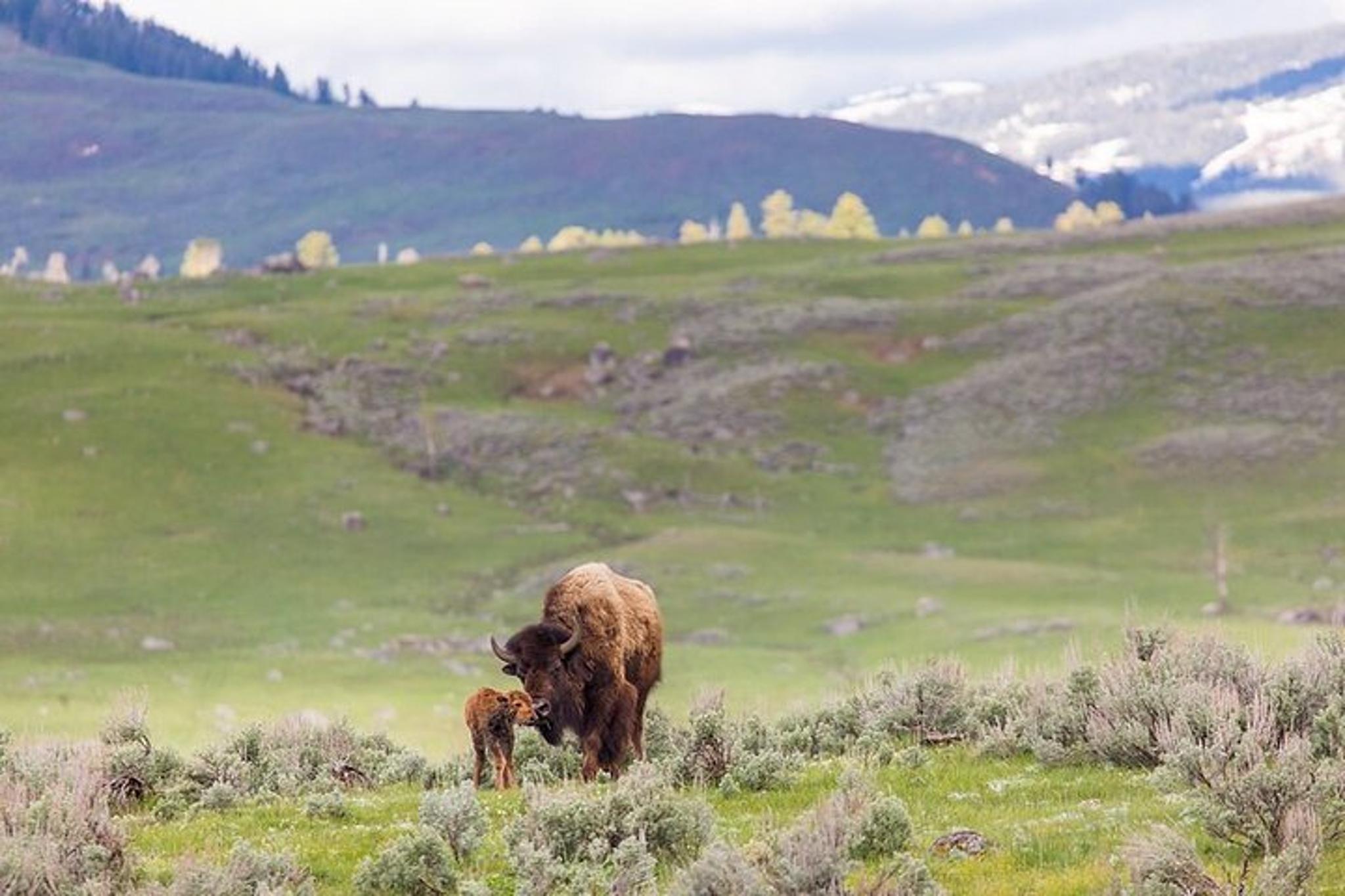 Yellowstone Wildlife Watching Tour - Image 6