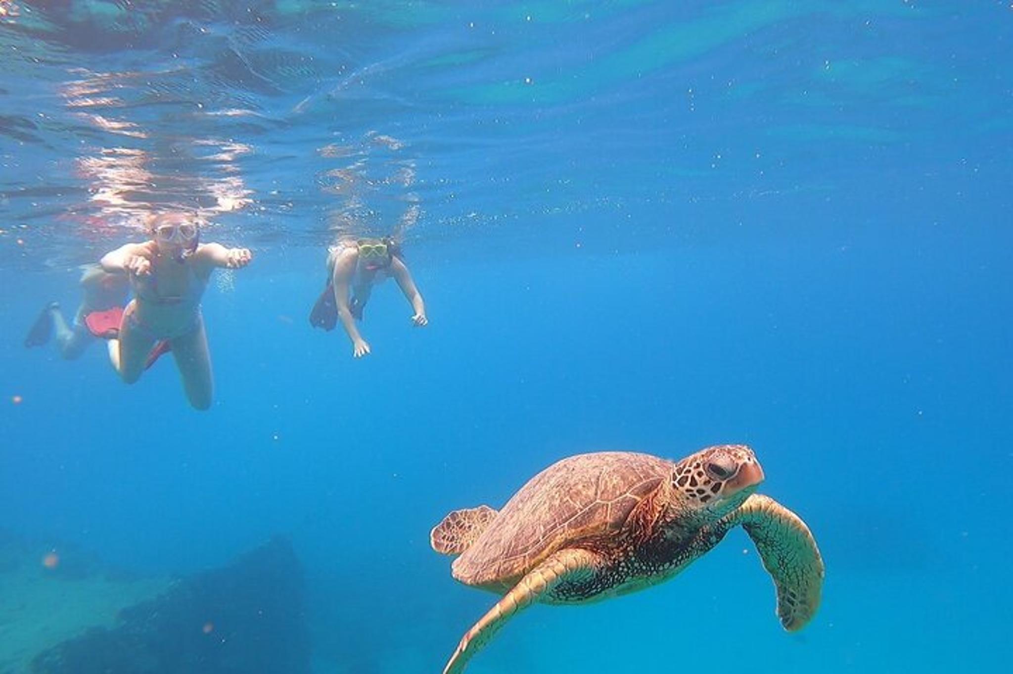 Oahu Marine Ecology Snorkel Tour - Image 3