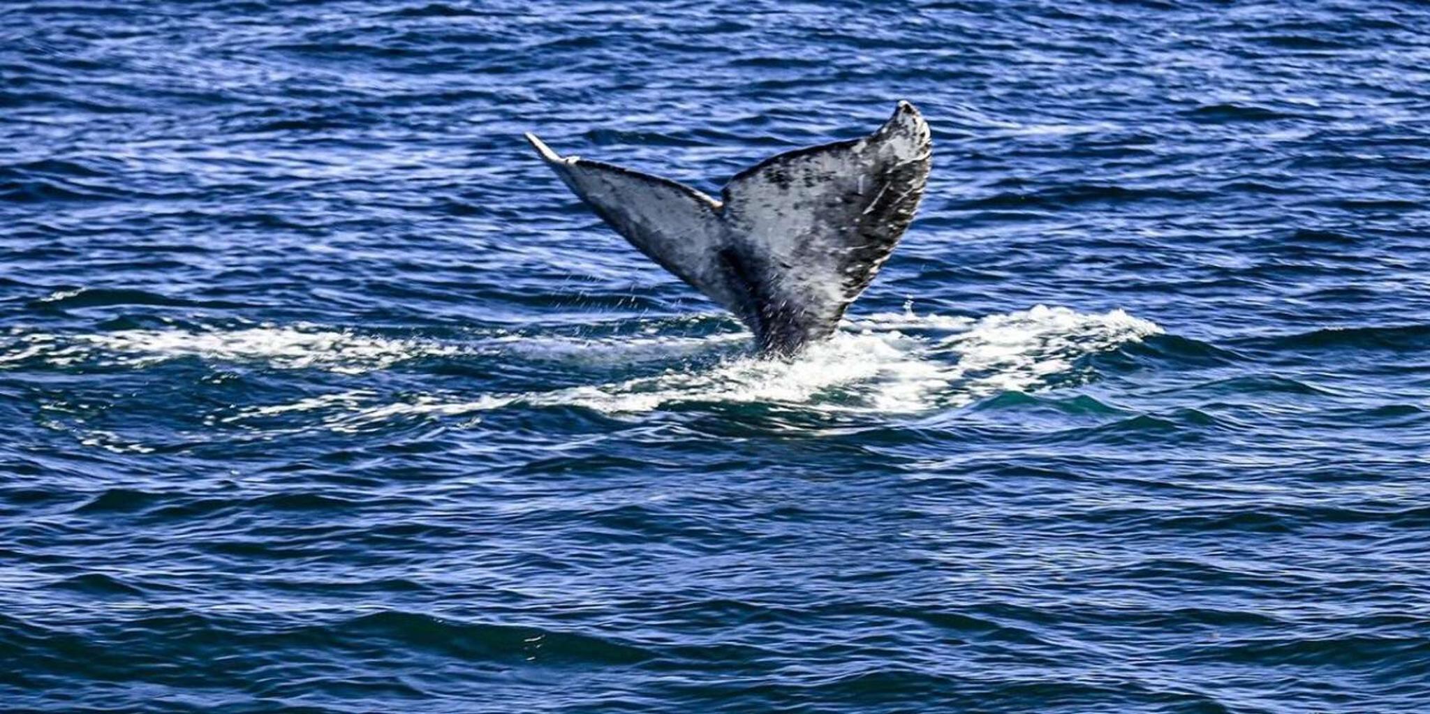 San Diego Whale Watching Cruise 3 hr - Image 1