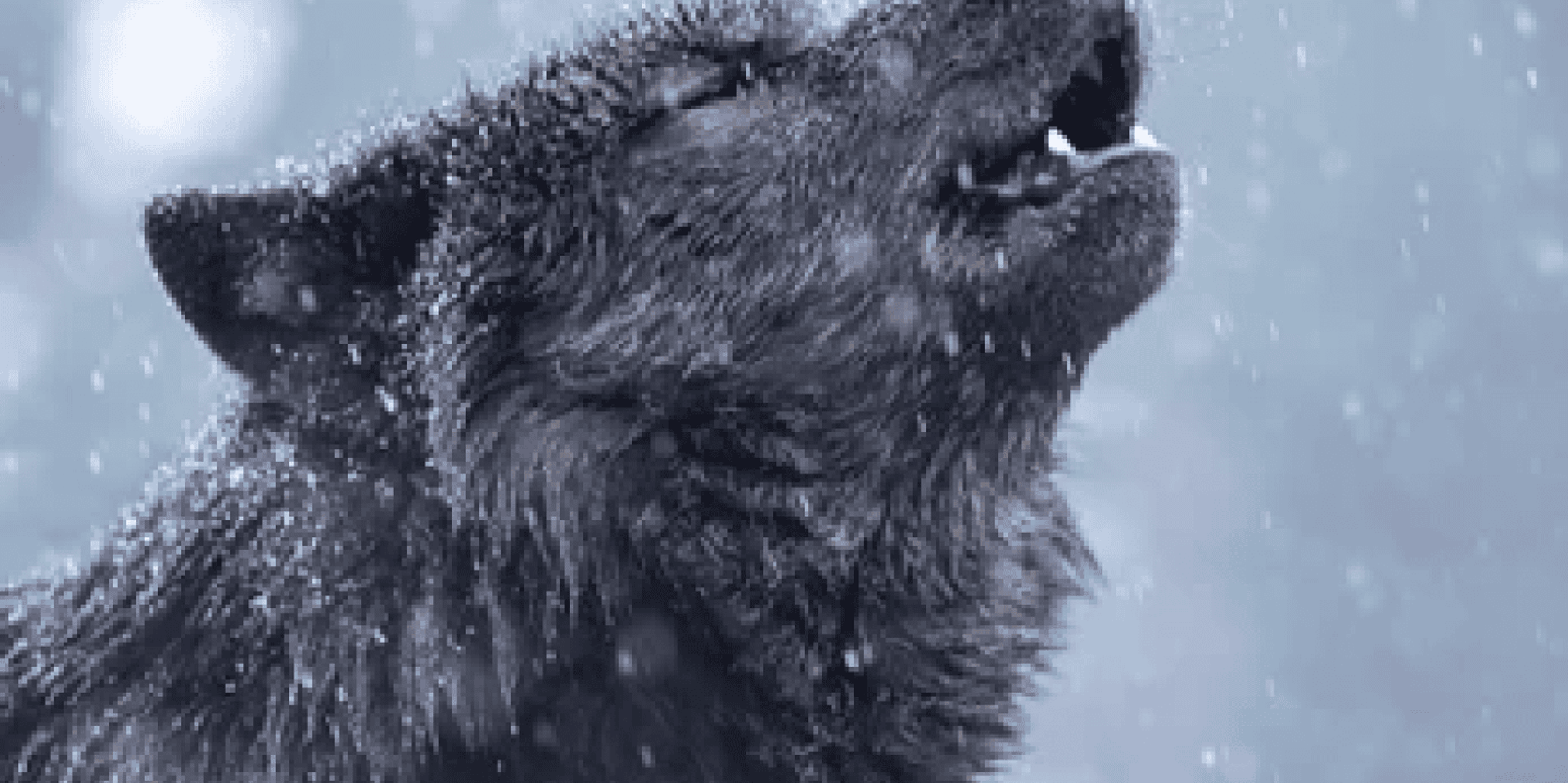 Bozeman Yellowstone Wolves and Winter Adventure 4 Days - Image 4